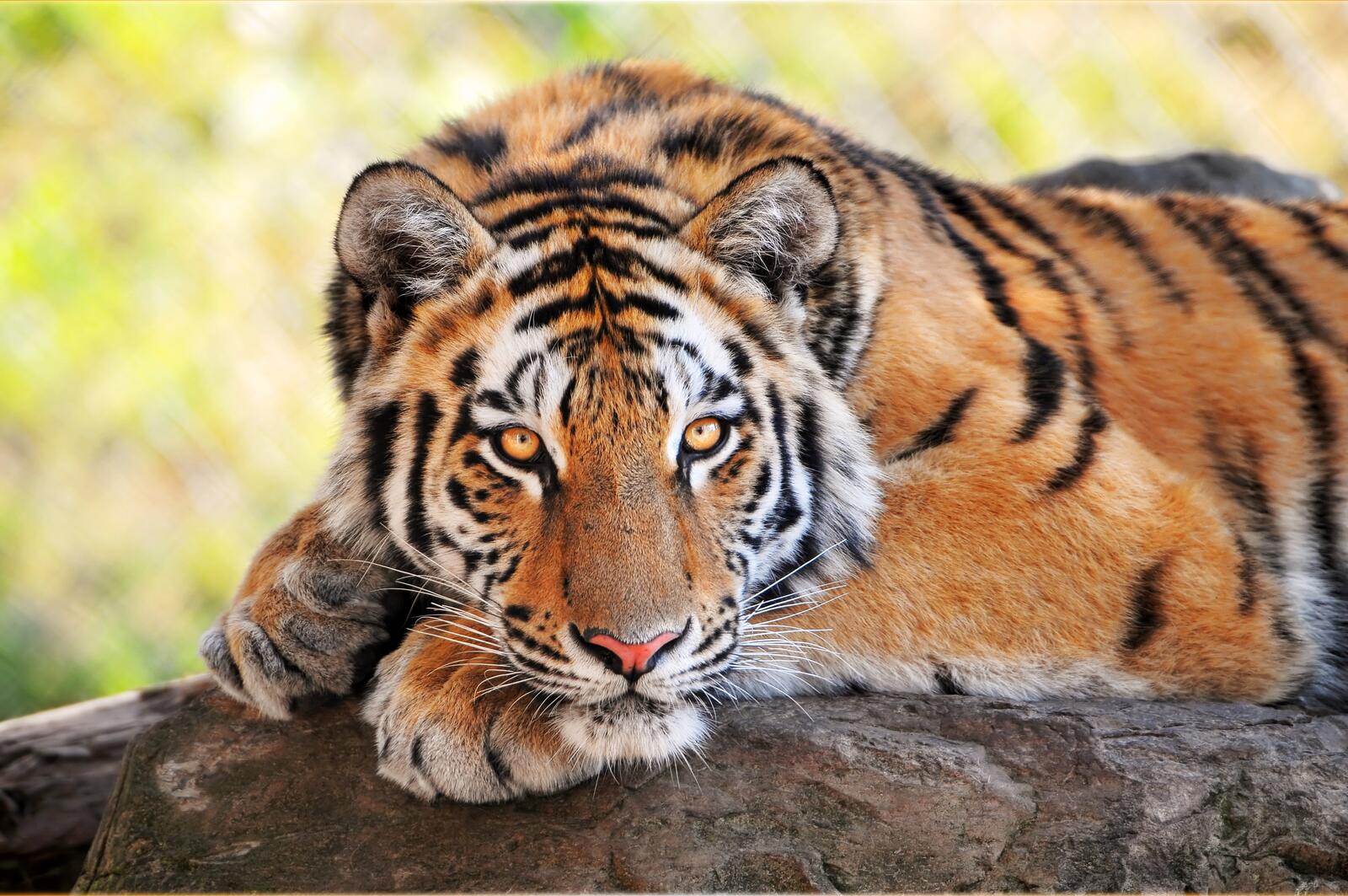 Бесплатное фото Тигр лежит на поваленном дереве