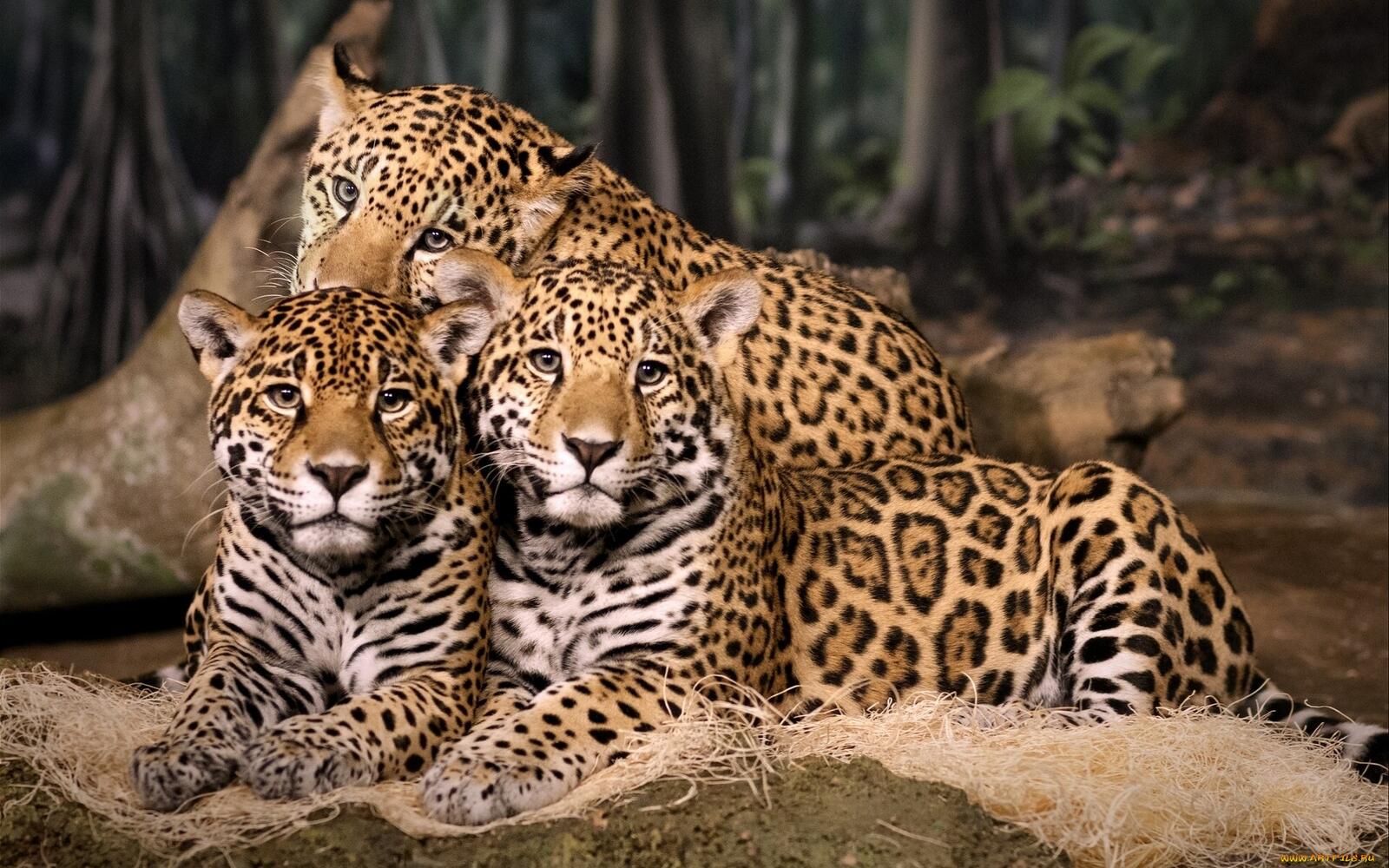 Обои jaguars кошки ягуары на рабочий стол
