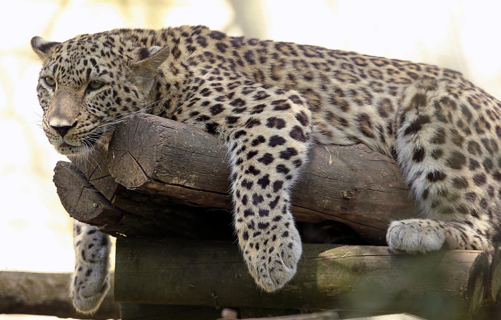Обои леопард большая кошка лень на рабочий стол