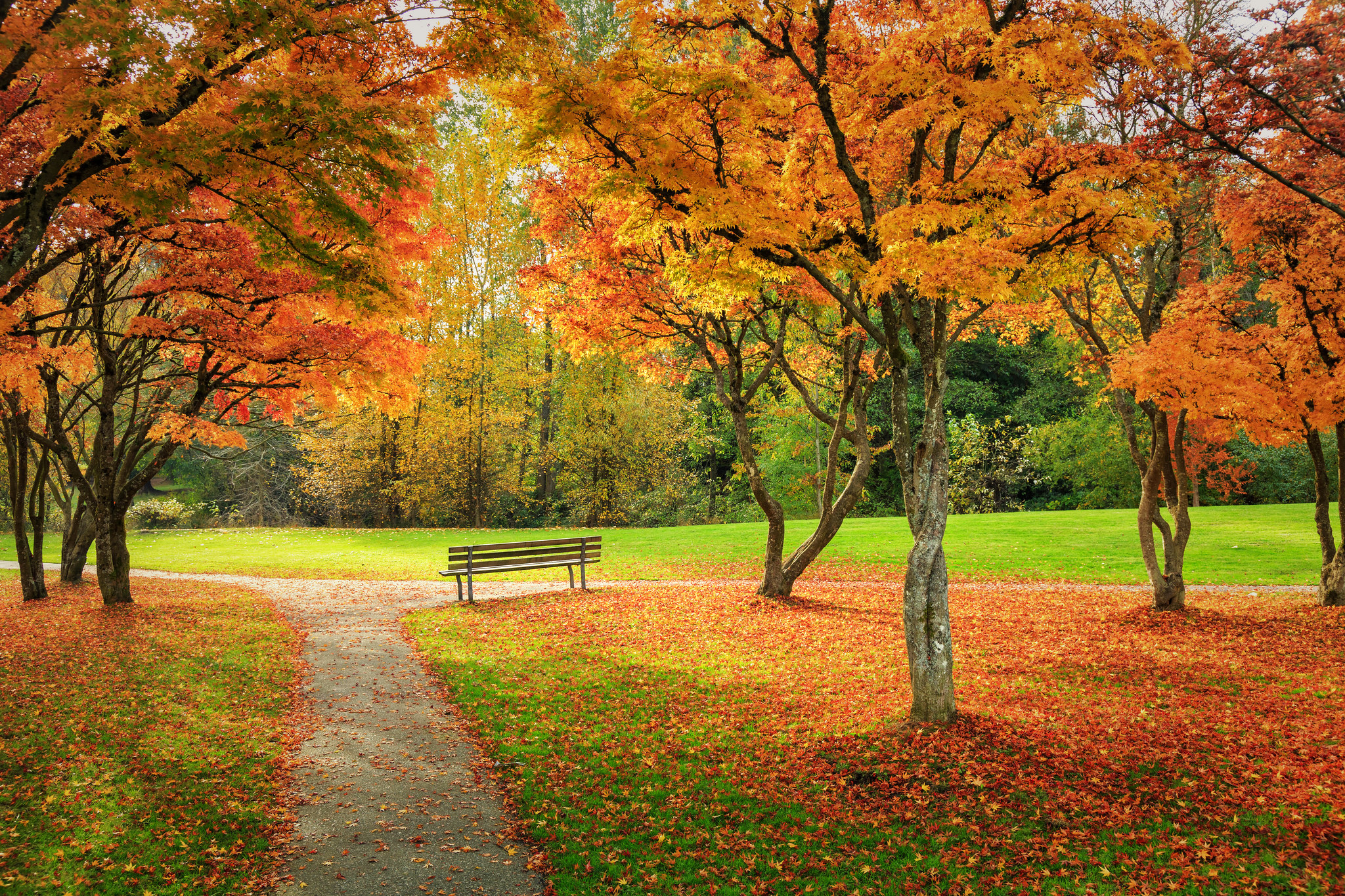 Обои осенние краски парк осенние листья на рабочий стол
