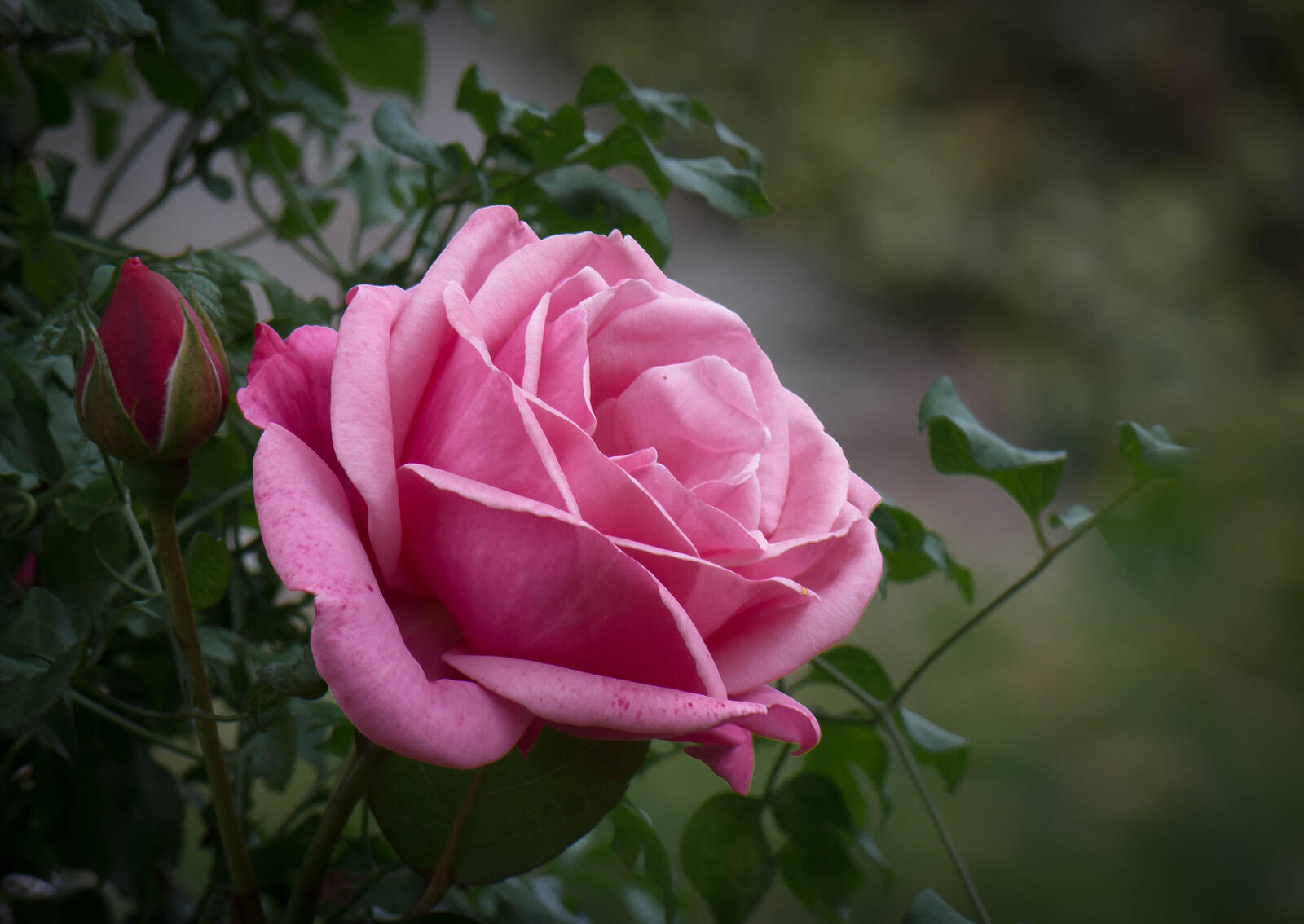 Обои роза розовый бутон цветок на рабочий стол