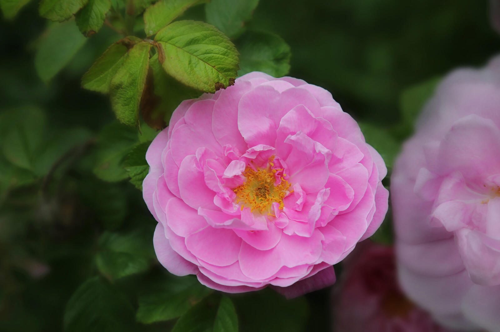 Бесплатное фото Сиреневая пионовидная роза