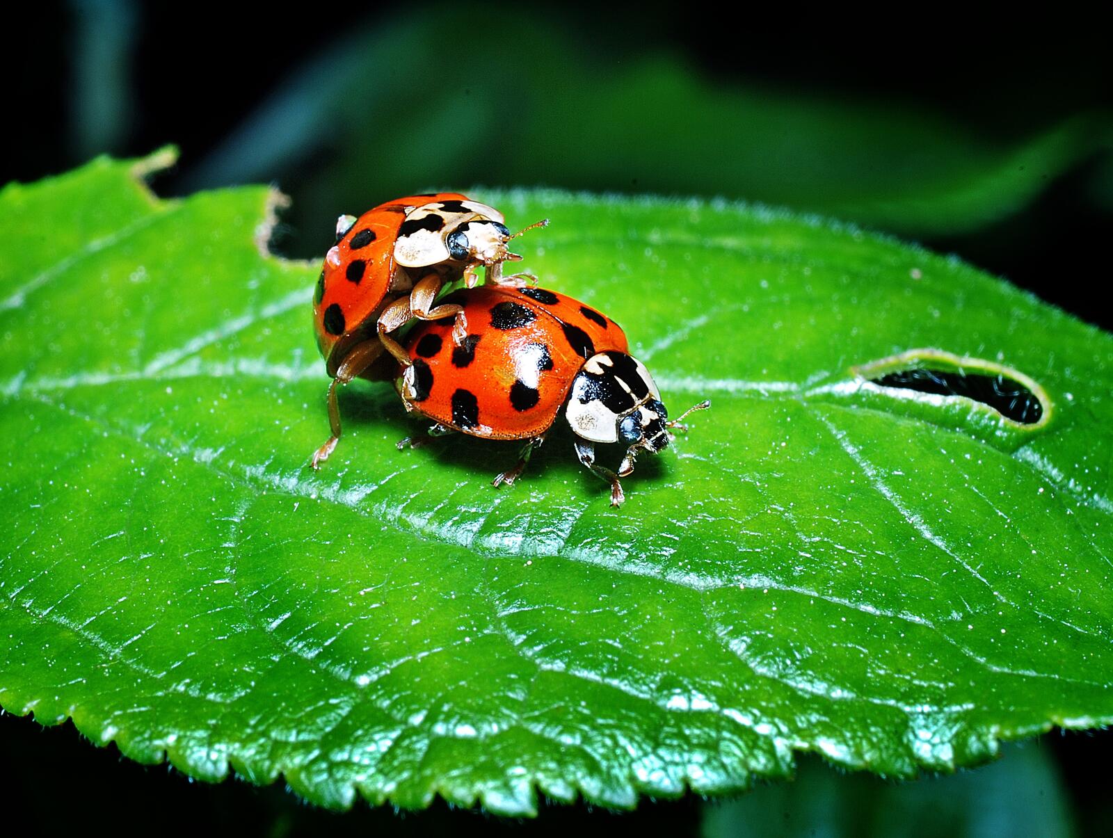 Free photo Ladybug on a leaf