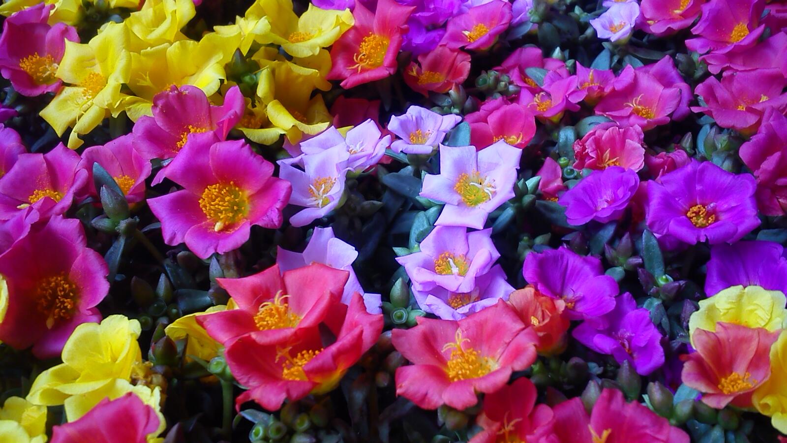 Обои тюльпаны много цветов полевые цветы на рабочий стол