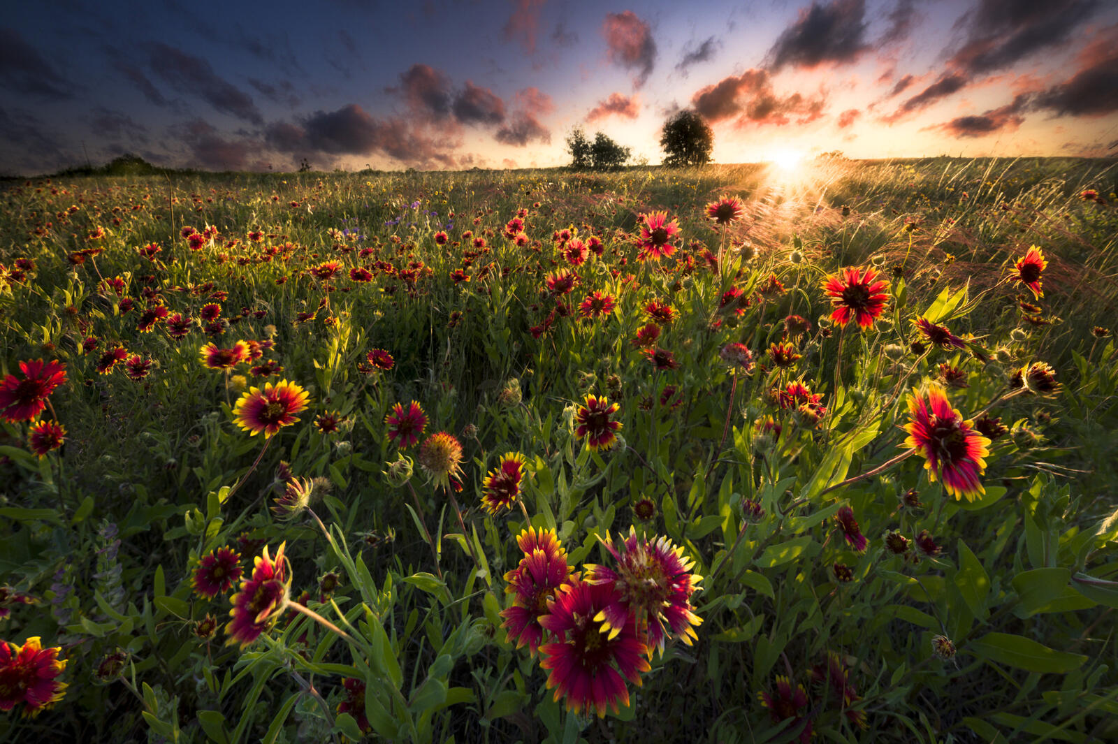 Бесплатное фото Цветы в лучах солнца