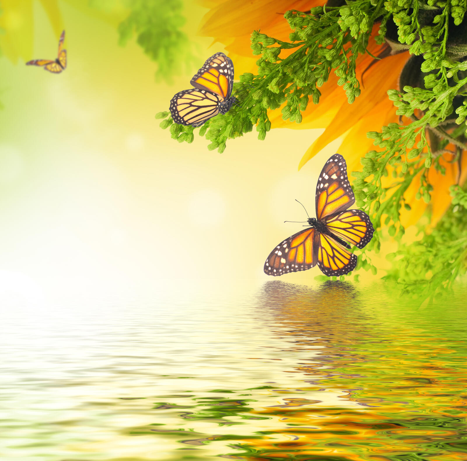 Wallpapers butterflies pond insects on the desktop