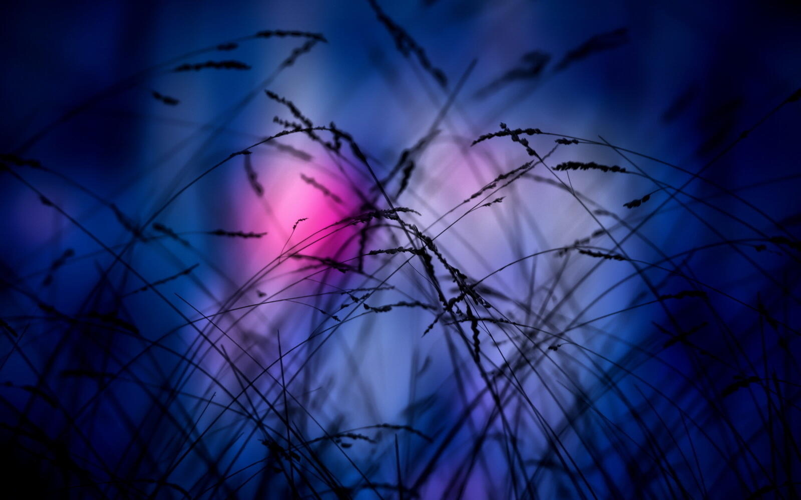 Free photo Grass in the night closeup