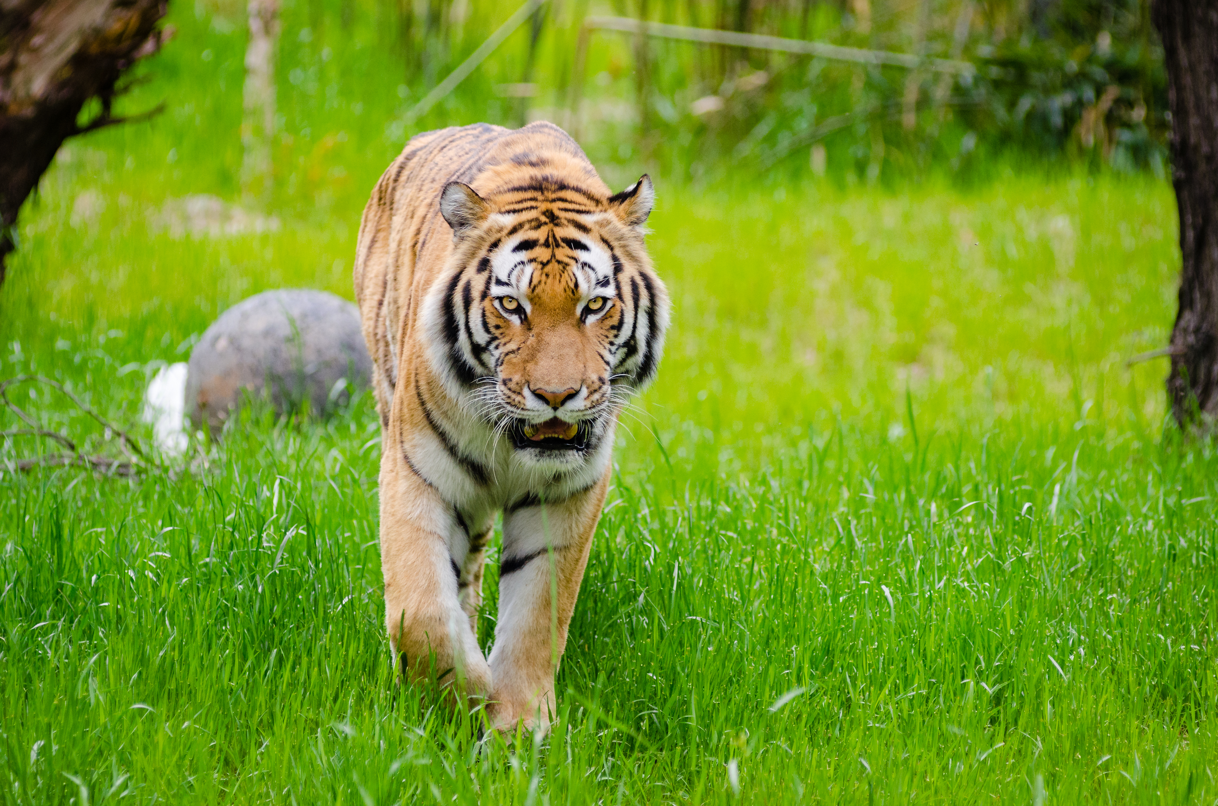 Photo free tiger, gait, predator