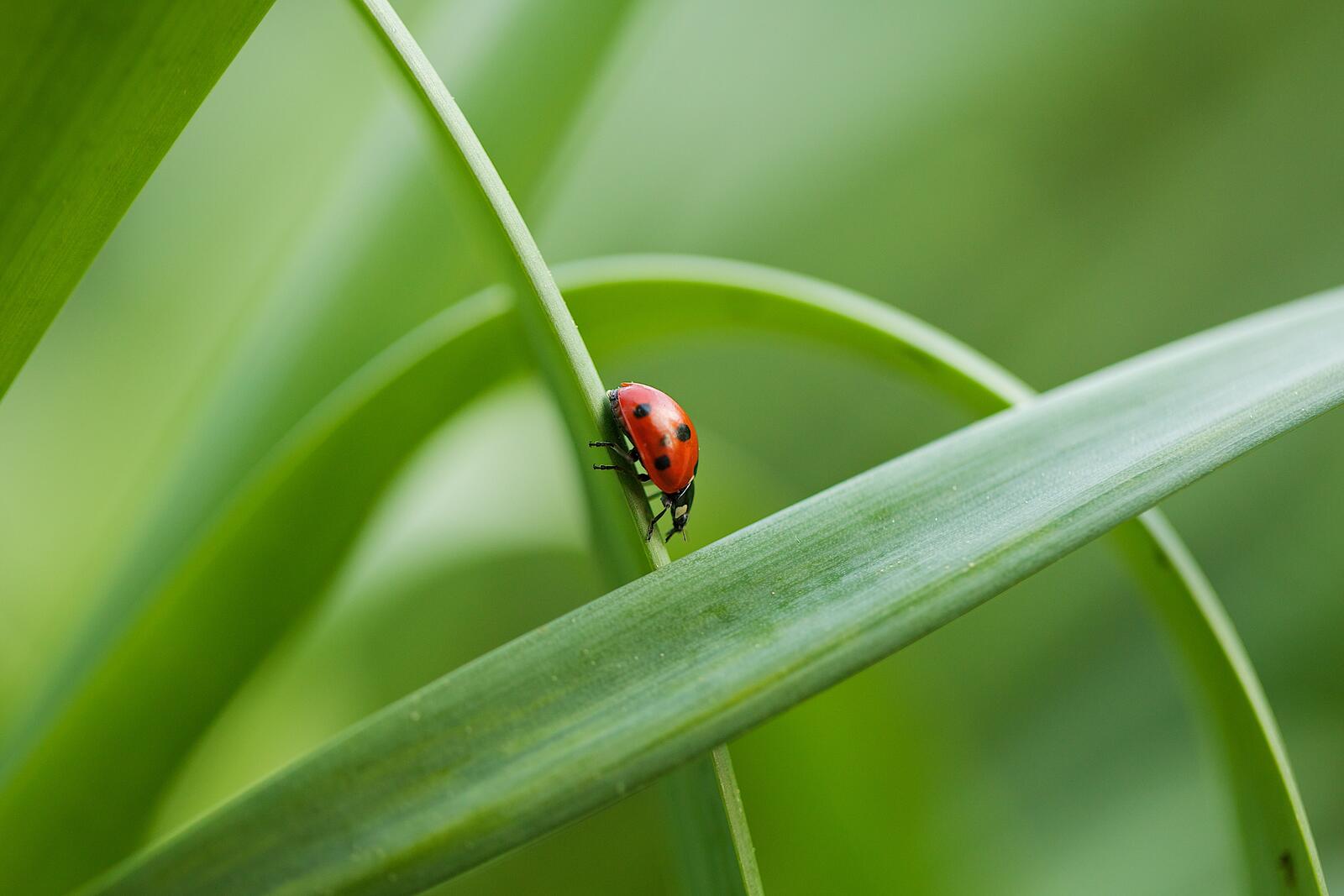 Wallpapers green grass grass ladybug on the desktop