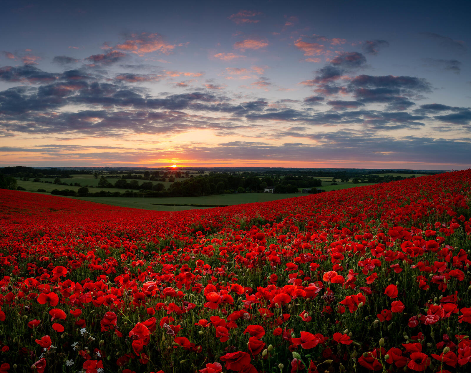 Free photo Poppy field at sunset