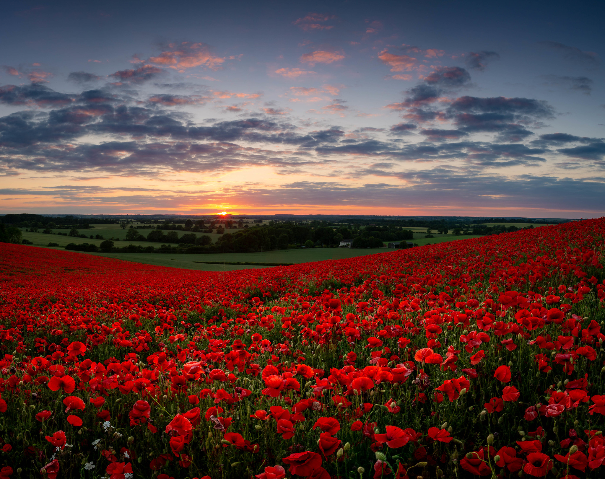Free photo Poppy field at sunset