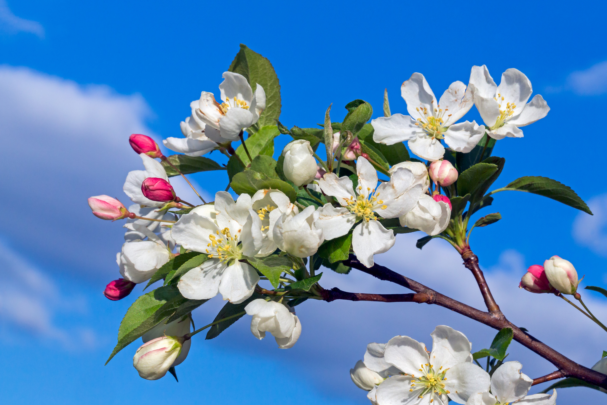 Free photo Branches of Apple trees in the spring