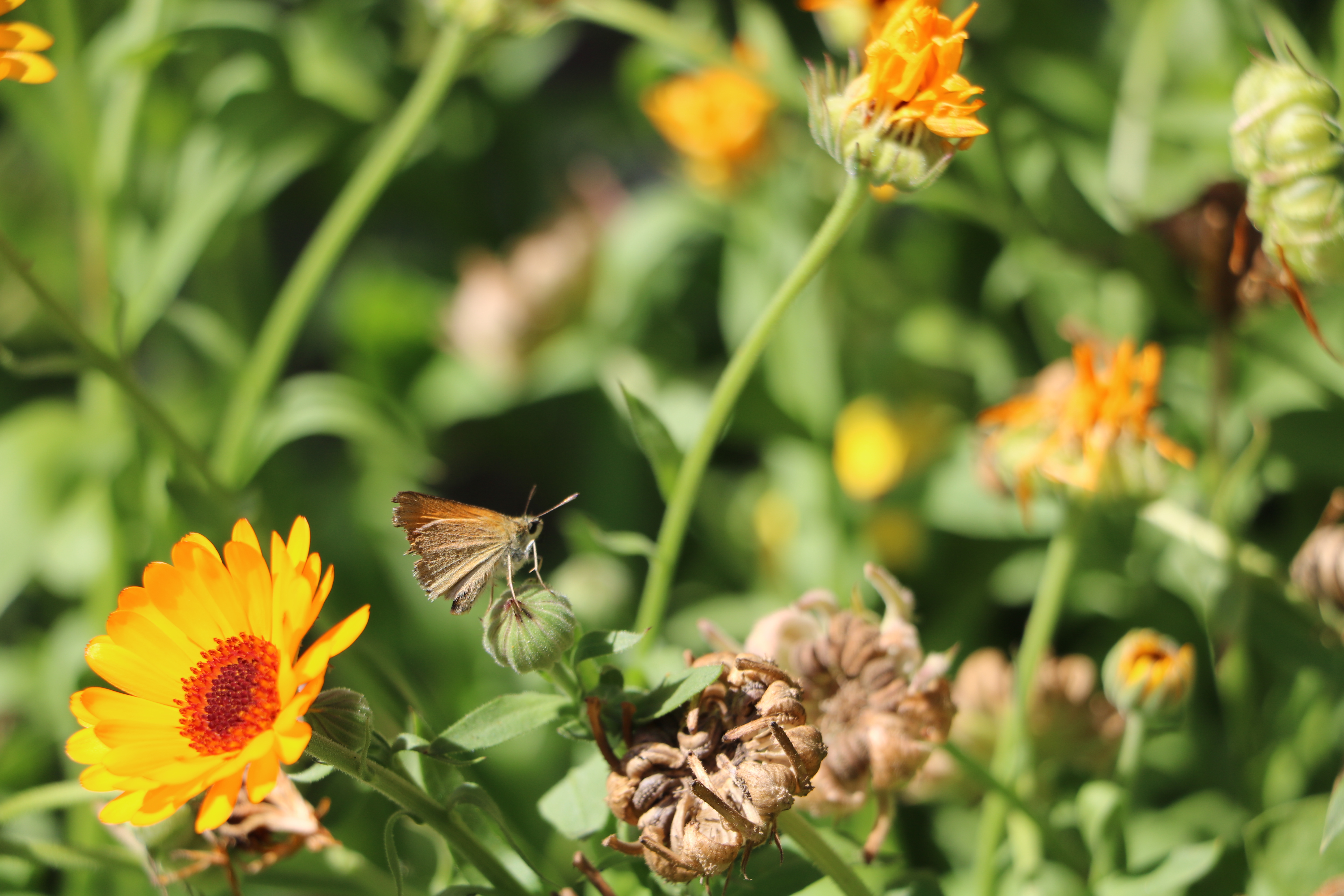 Фото бесплатно бабочка, лето, крупным планом