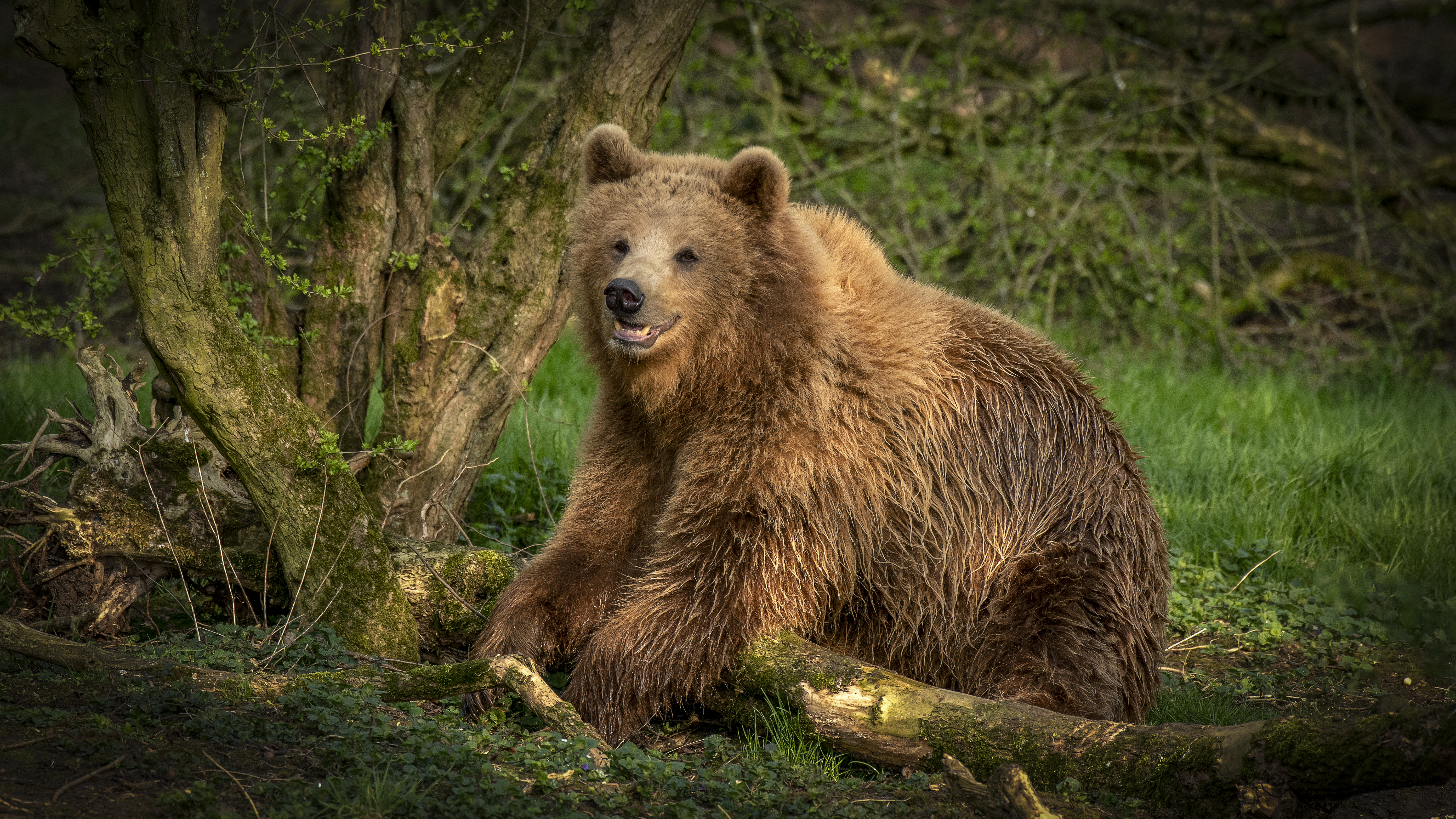 Photo free predator, gaze, Brown bear