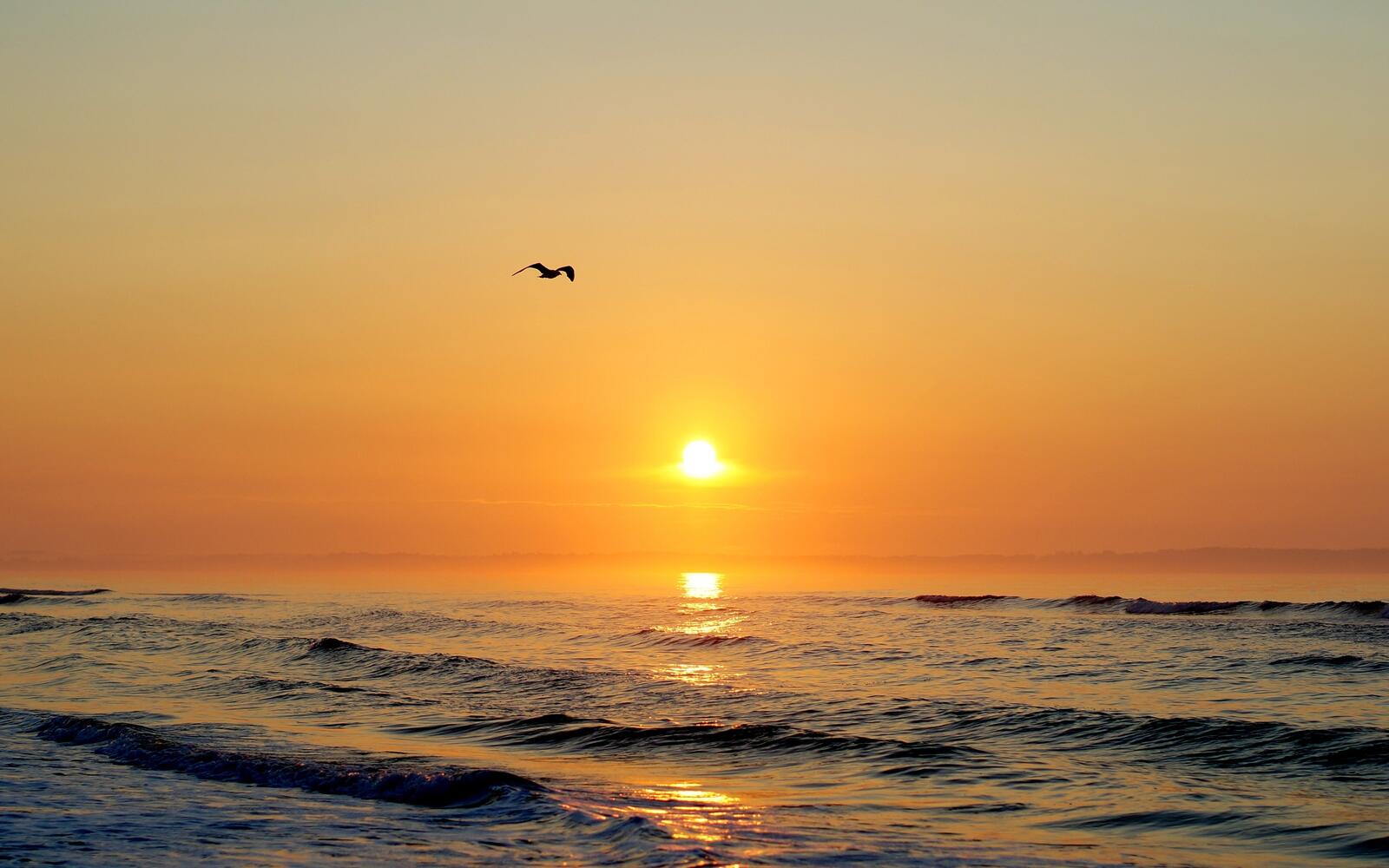 Free photo Seagull over ocean at sunset