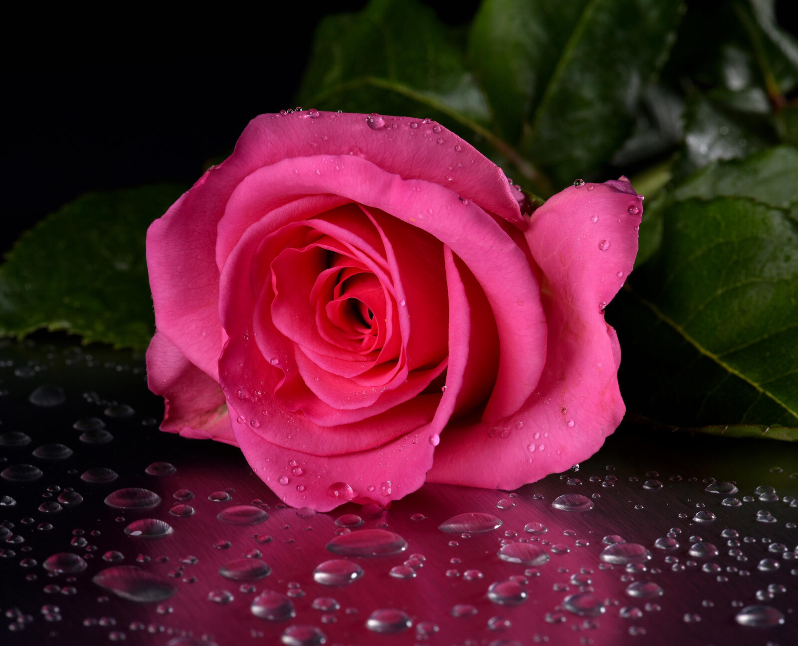 Обои розовые лепестки роза цветок на рабочий стол