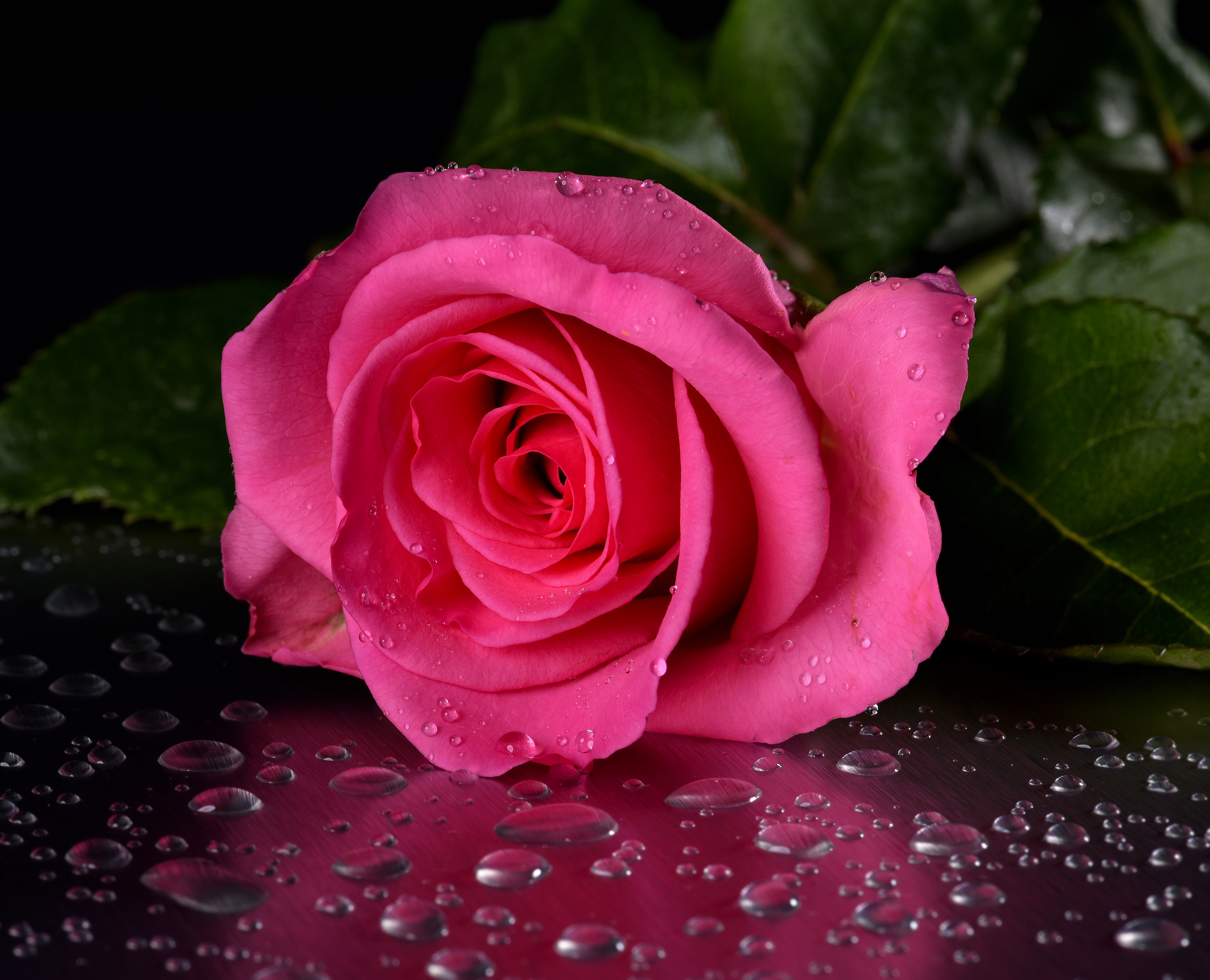 Обои розовые лепестки роза цветок на рабочий стол