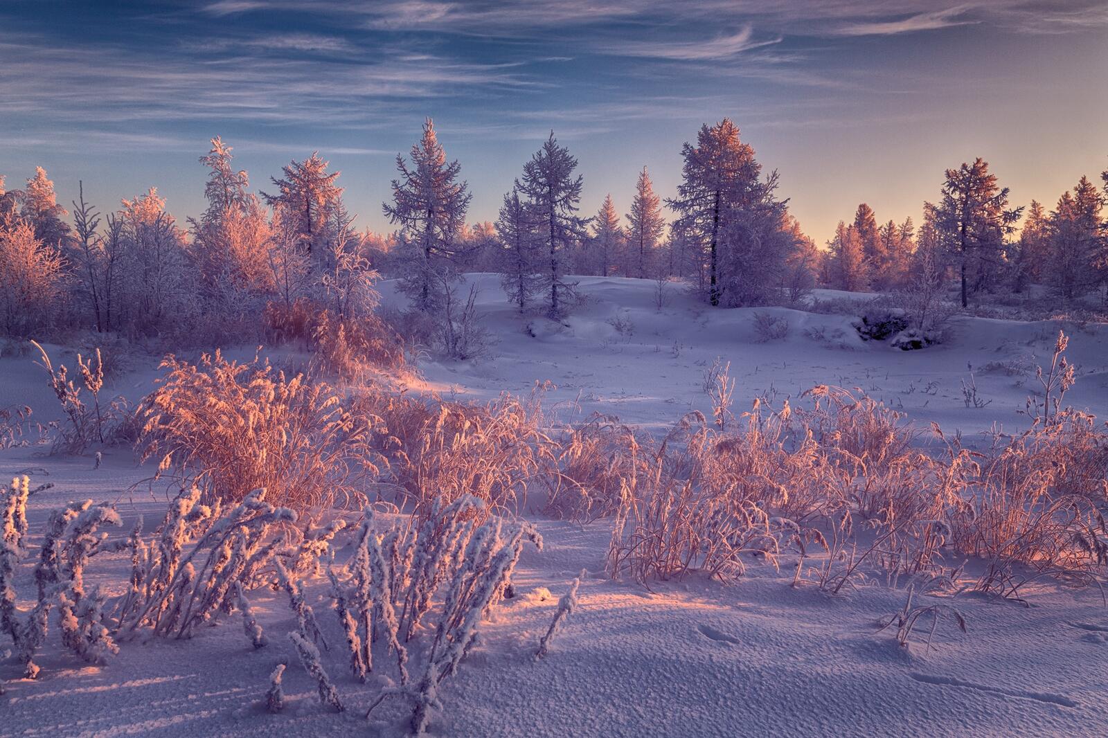 Бесплатное фото Снежный лес