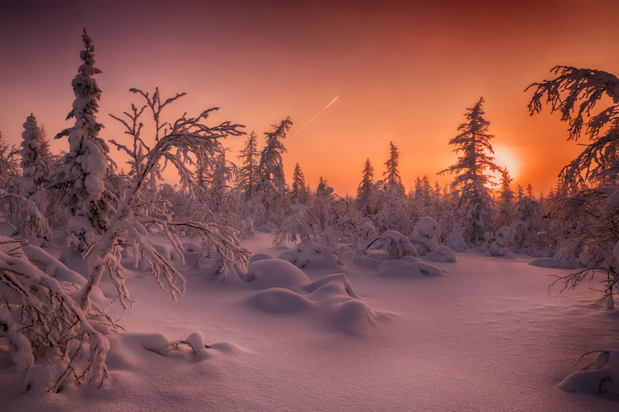 Wallpapers forest tundra sunset landscape on the desktop