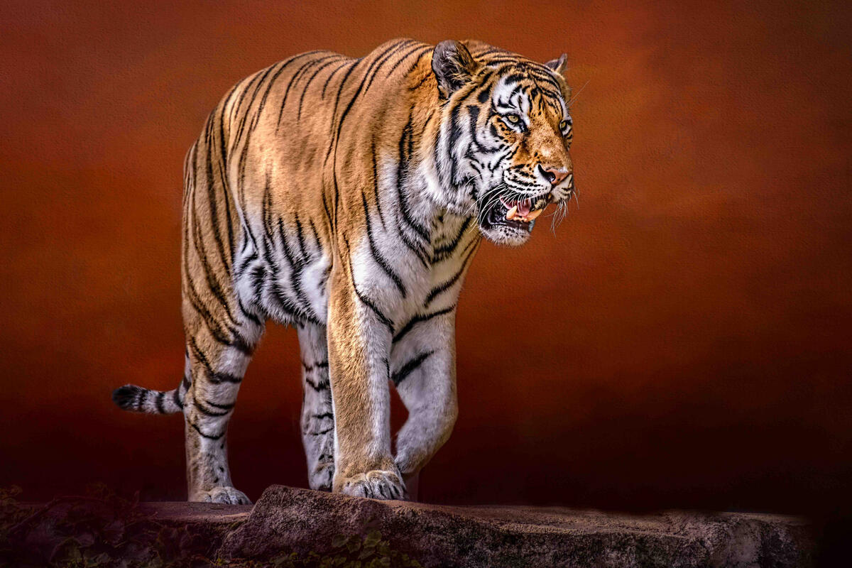 The ferocious tiger