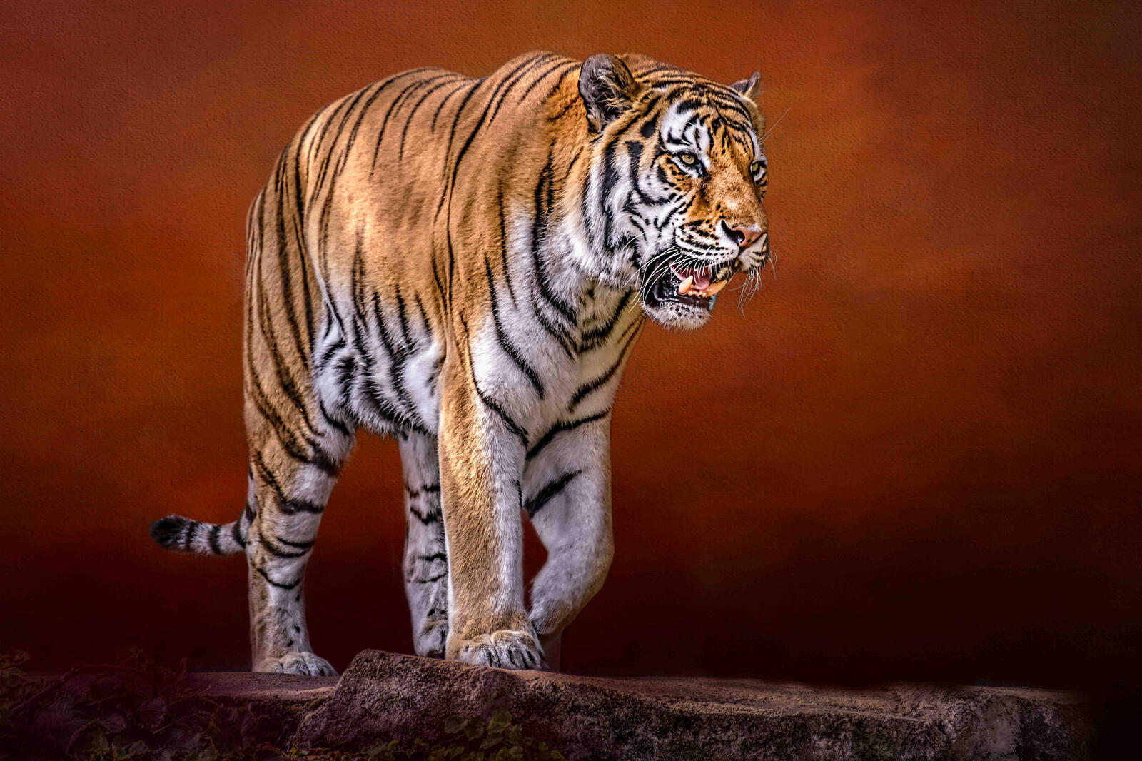 Free photo The ferocious tiger