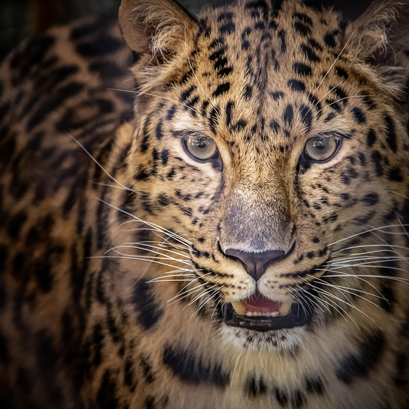 Wallpapers The Amur leopard Panthera leopard on the desktop