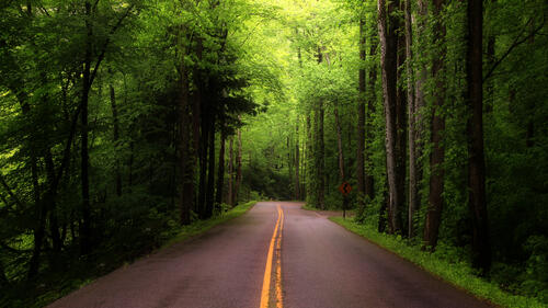 Asphalt road in the woods