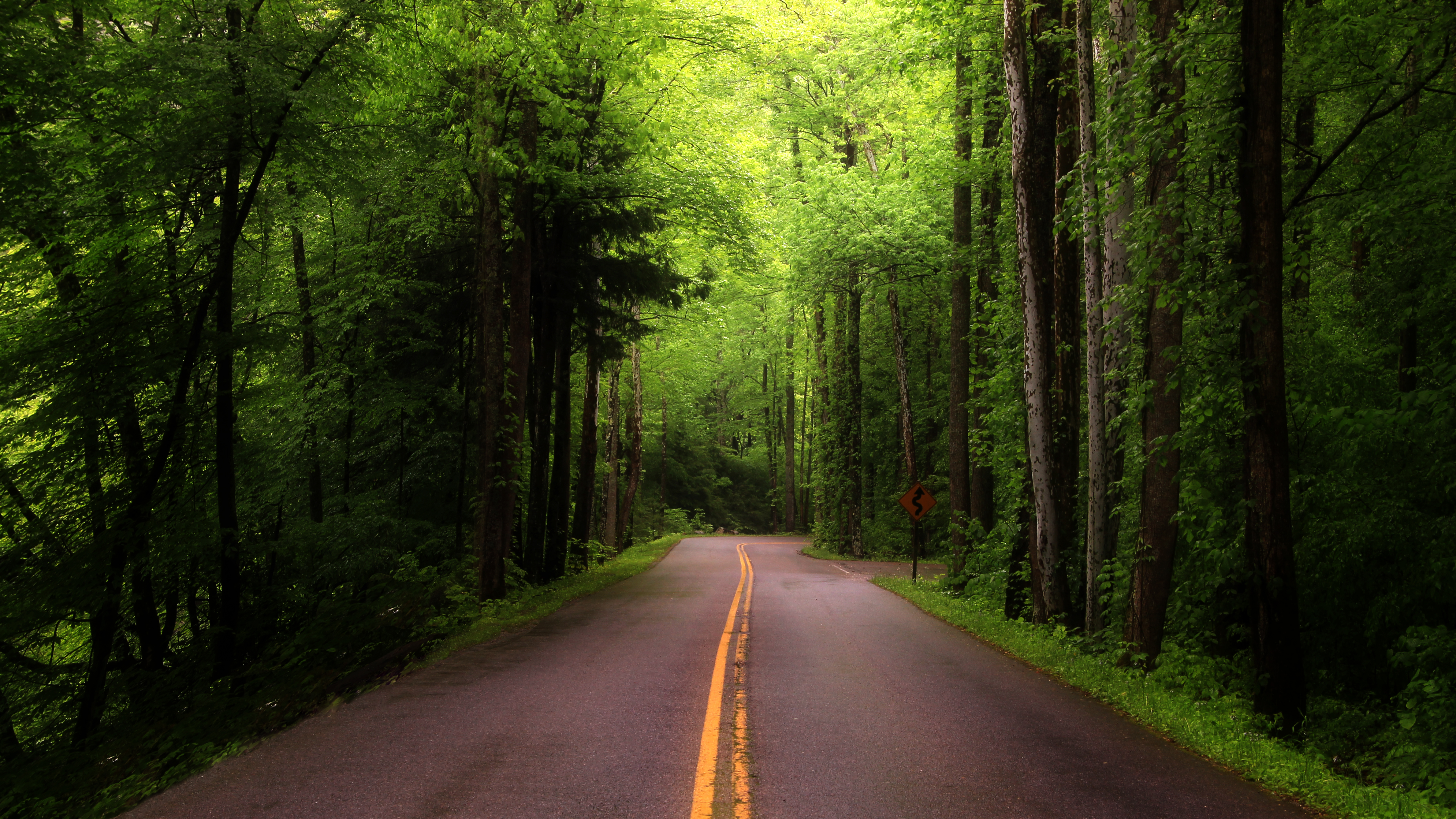 Бесплатное фото Асфальтированная дорога в лесу