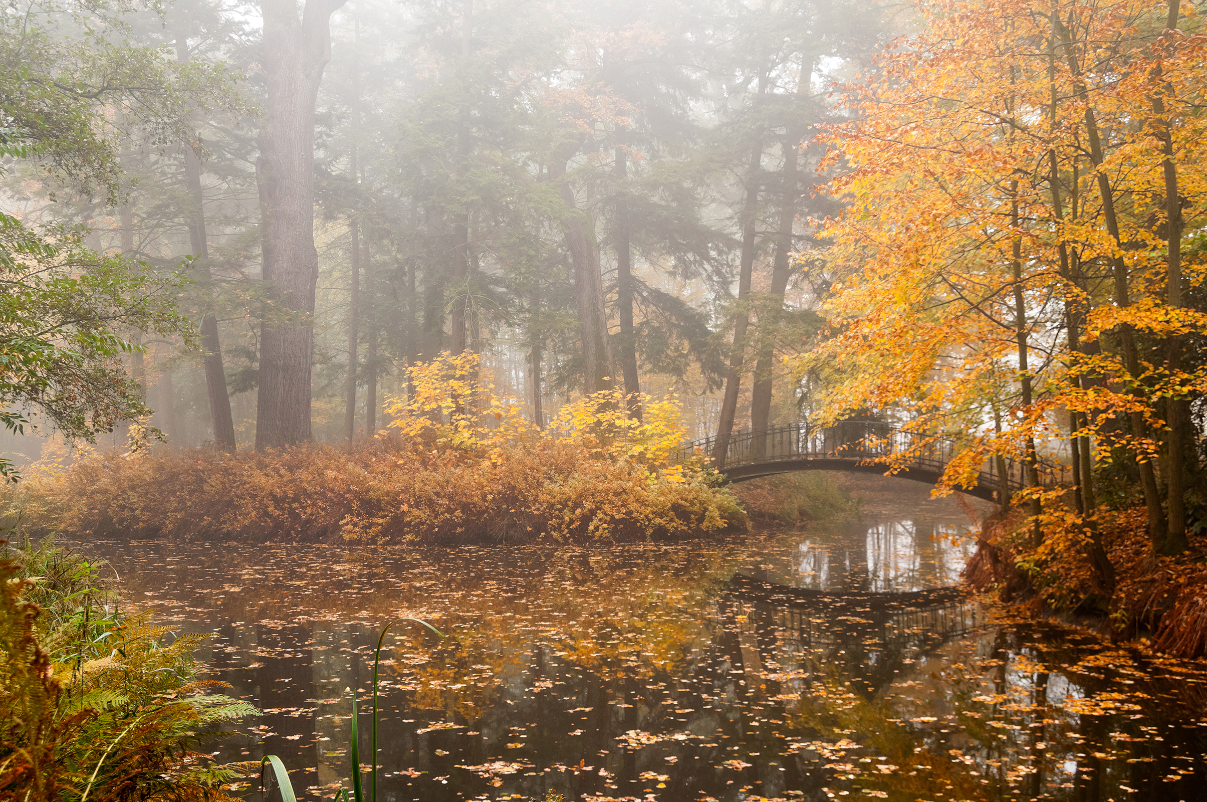 Осень, парк, пруд,туман