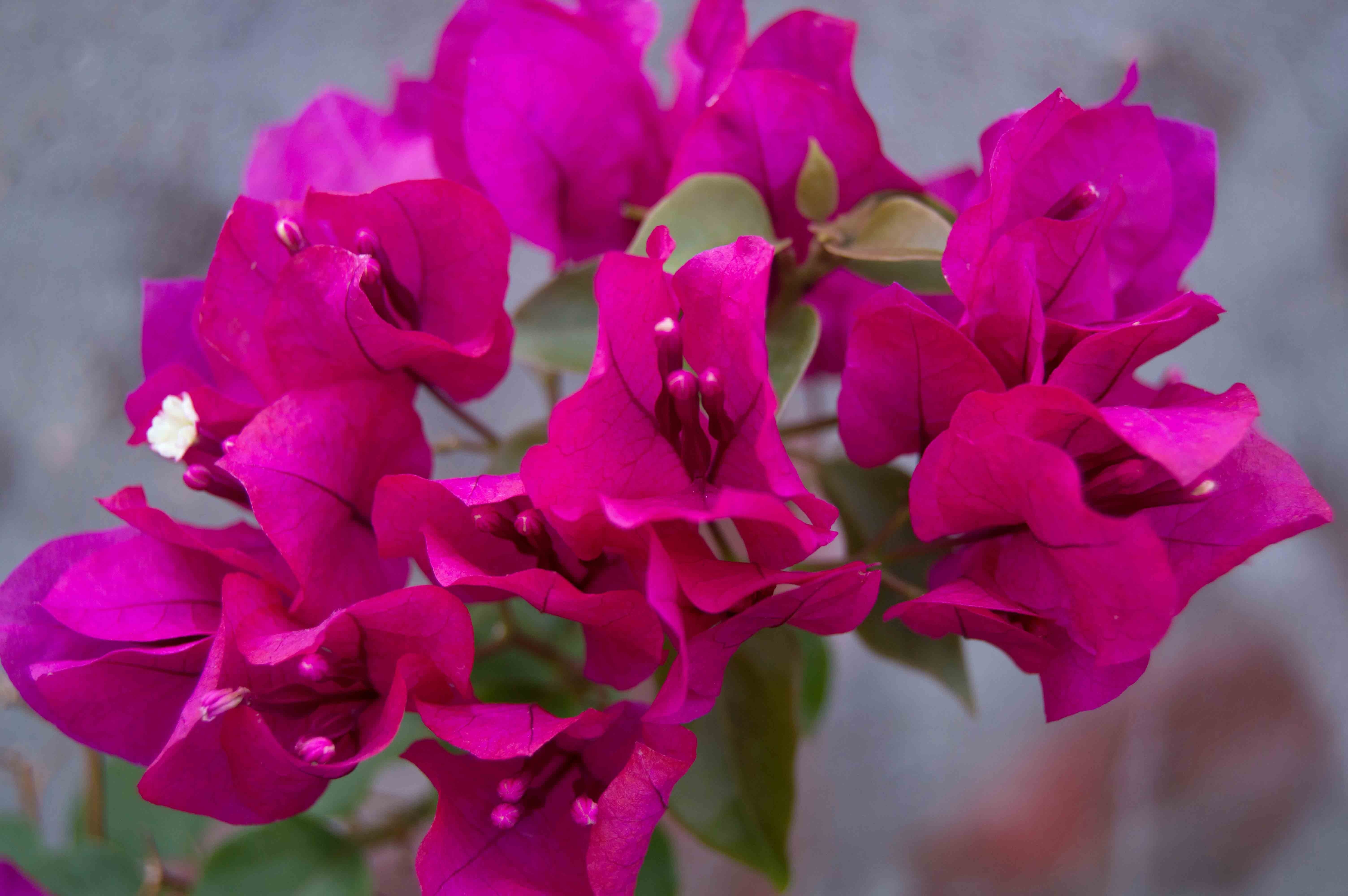 Фото бесплатно фиолетовые цветы, лепестки, листья