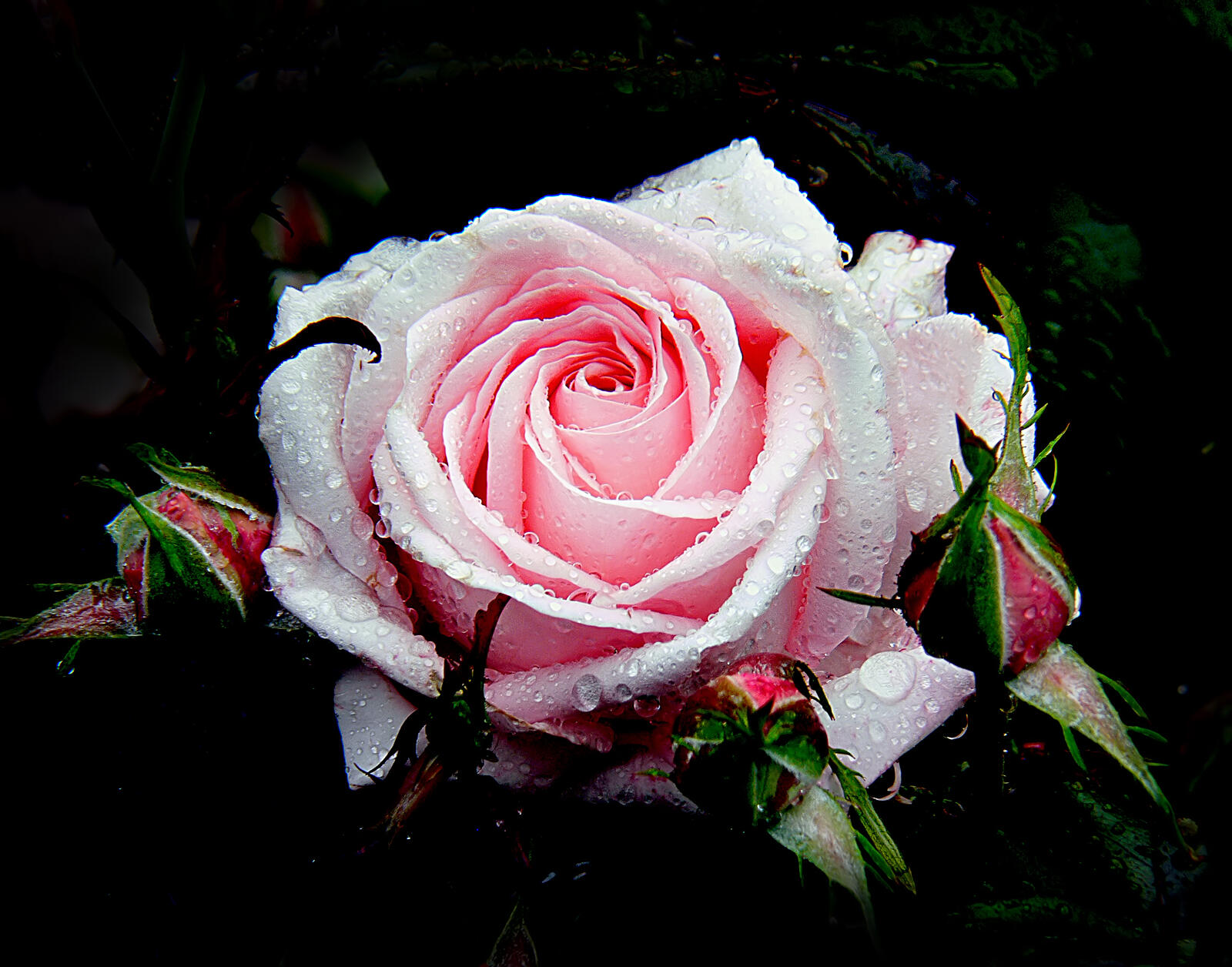 免费照片白玫瑰在黑暗的背景上