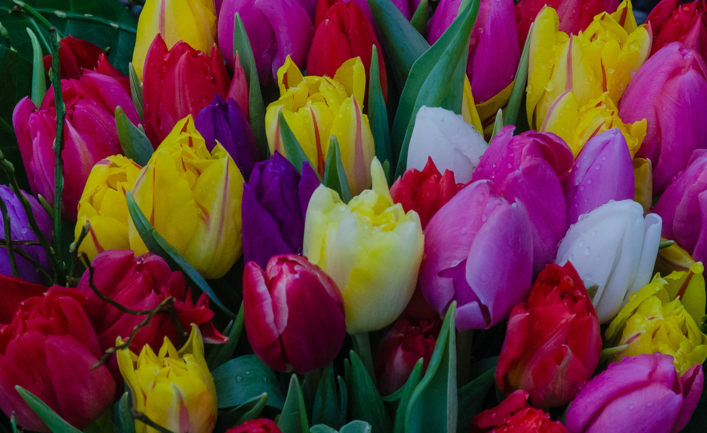 Фото бесплатно букет, разноцветные, тюльпаны