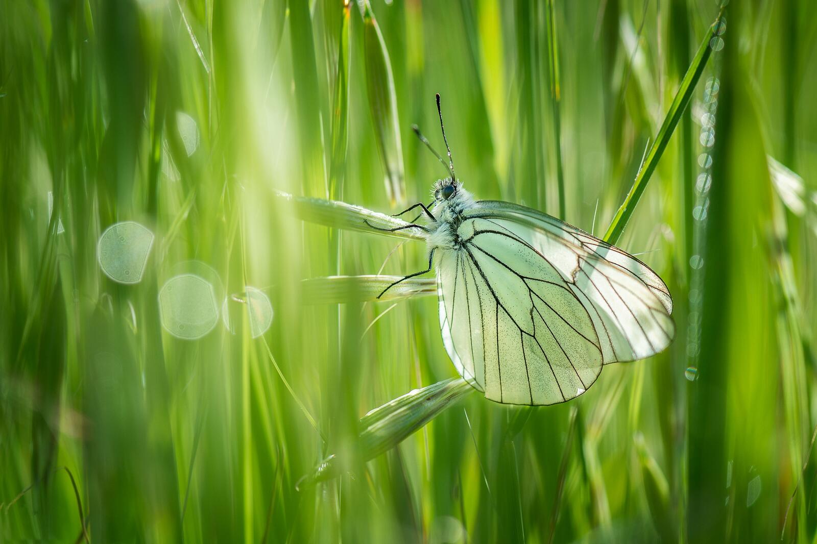 Wallpapers butterfly insect grass on the desktop