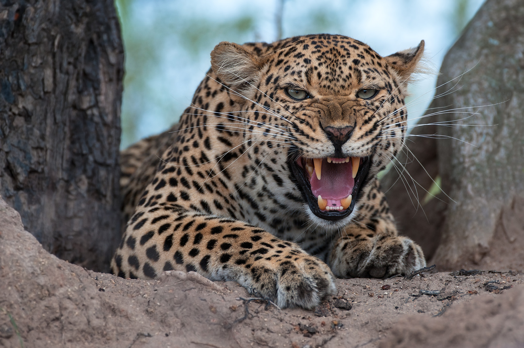 Free photo Angry leopard