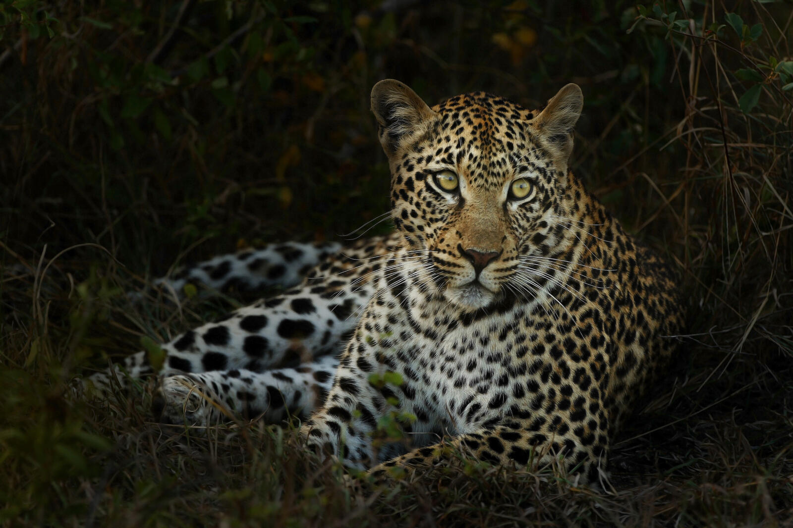 Бесплатное фото Леопард в траве укрылся