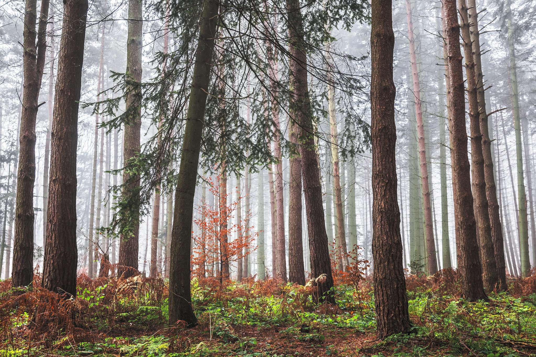 Free photo Coniferous forest