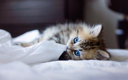 Котенок на кровати · бесплатное фото