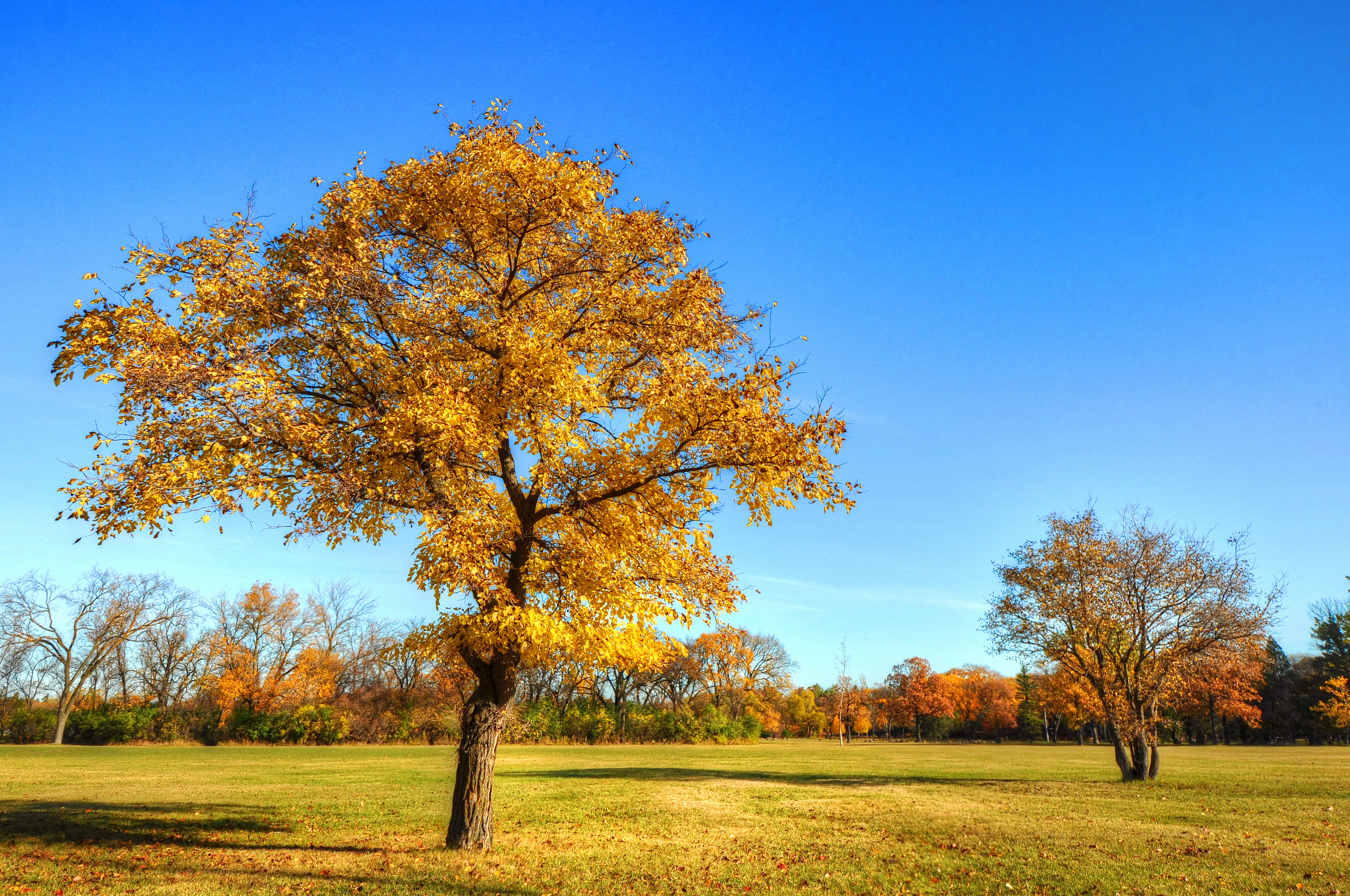 Картинки деревьев осенью. Осеннее дерево. Деревья осенью. Сень деревьев. Осенний пейзаж дерево.