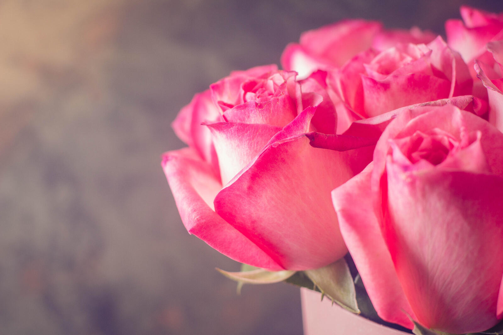 桌面上的壁纸玫瑰 花束 蔷薇花蕾