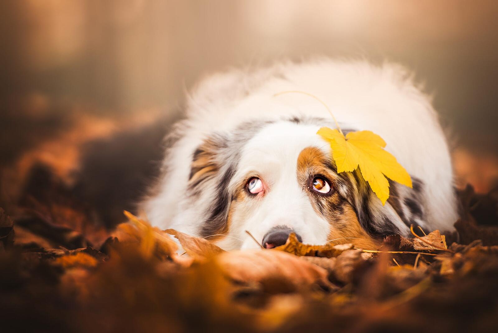 Free photo Aussie with a yellow autumn leaf