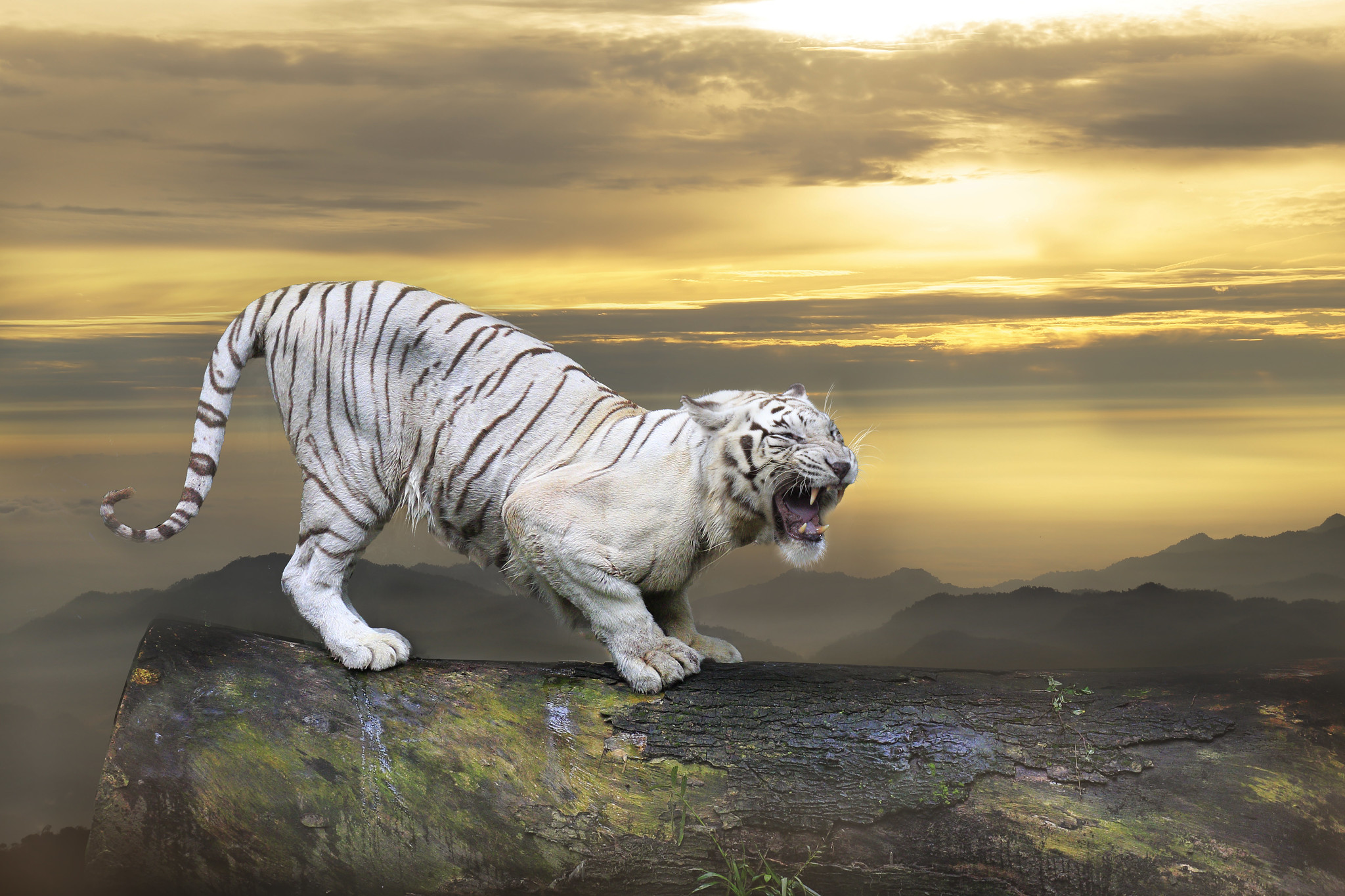 Обои животное белый тигр закат на рабочий стол