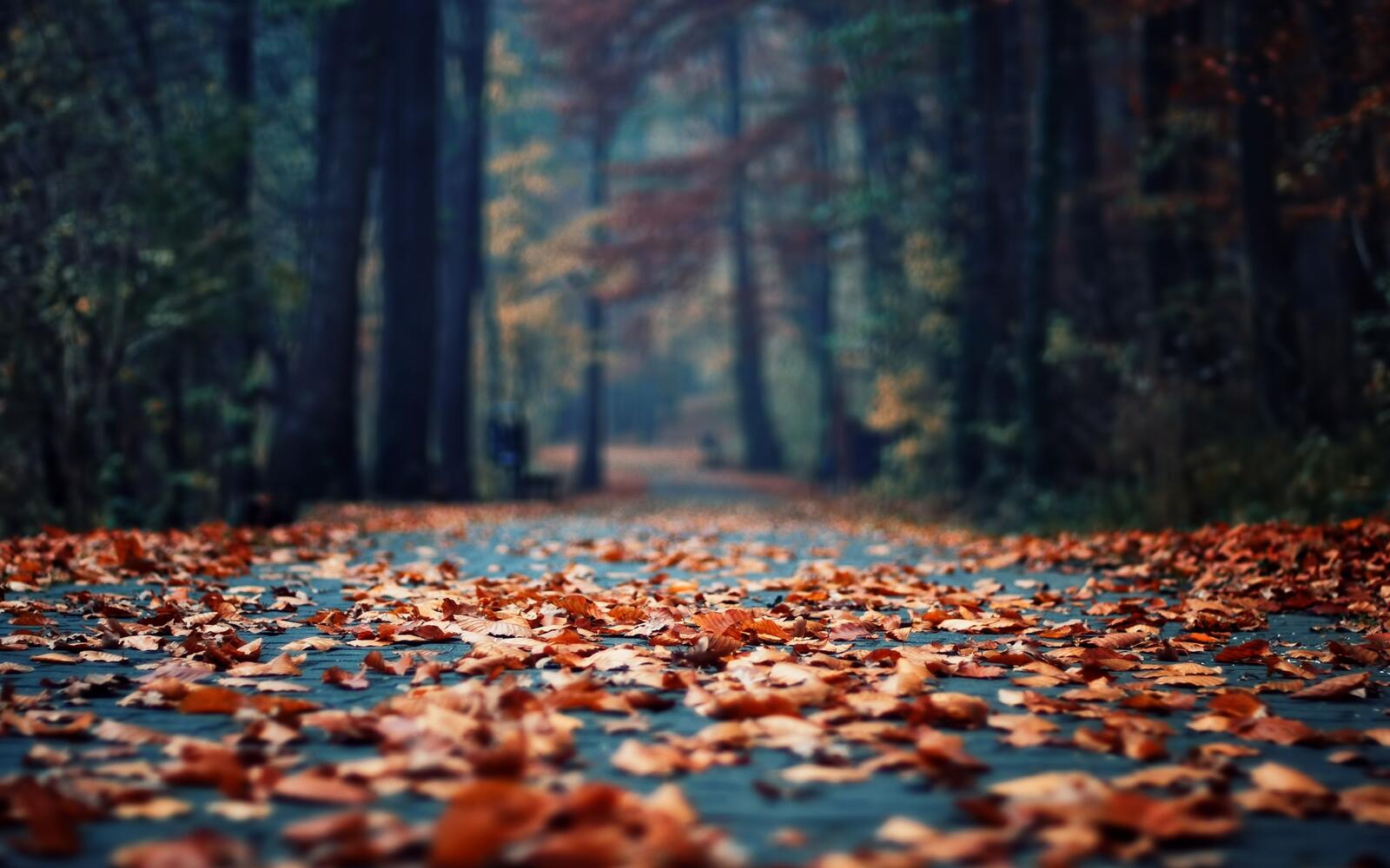 Wallpapers trees fallen leaves forest on the desktop