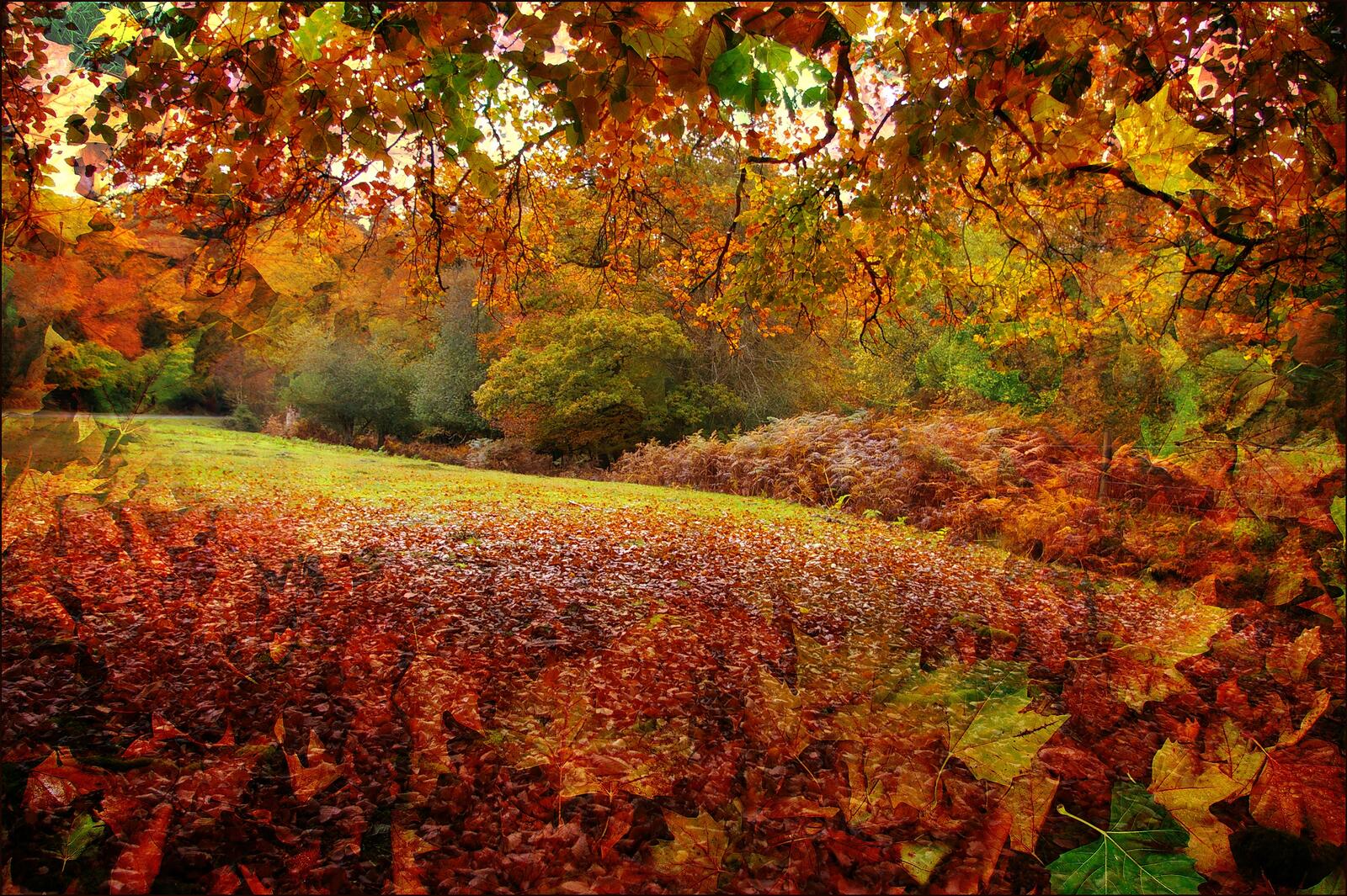 桌面上的壁纸自然 领域 秋季