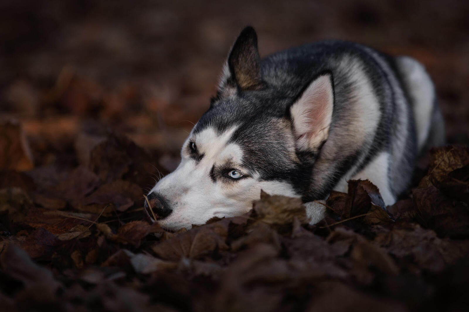 Free photo Husky lying on the autumn leaves