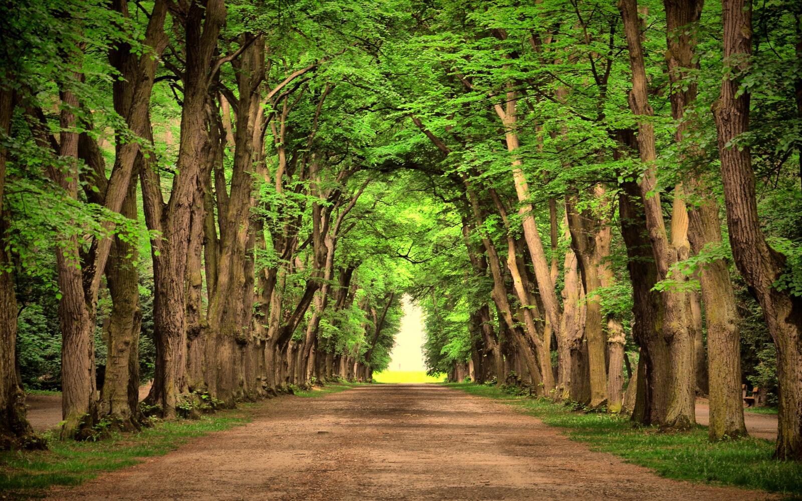 Wallpapers road beautifully trees on the desktop