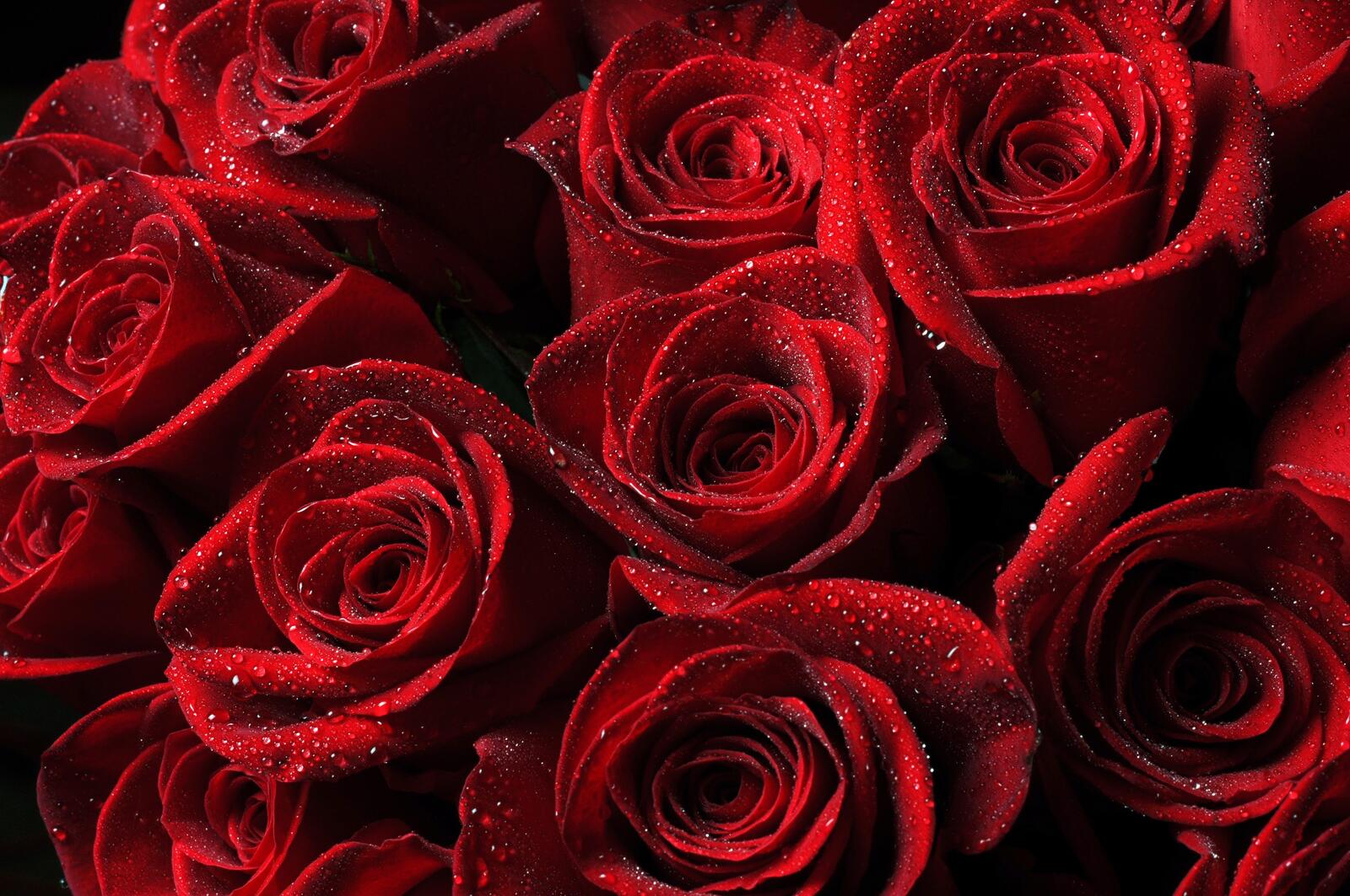 Wallpapers drops roses red on the desktop