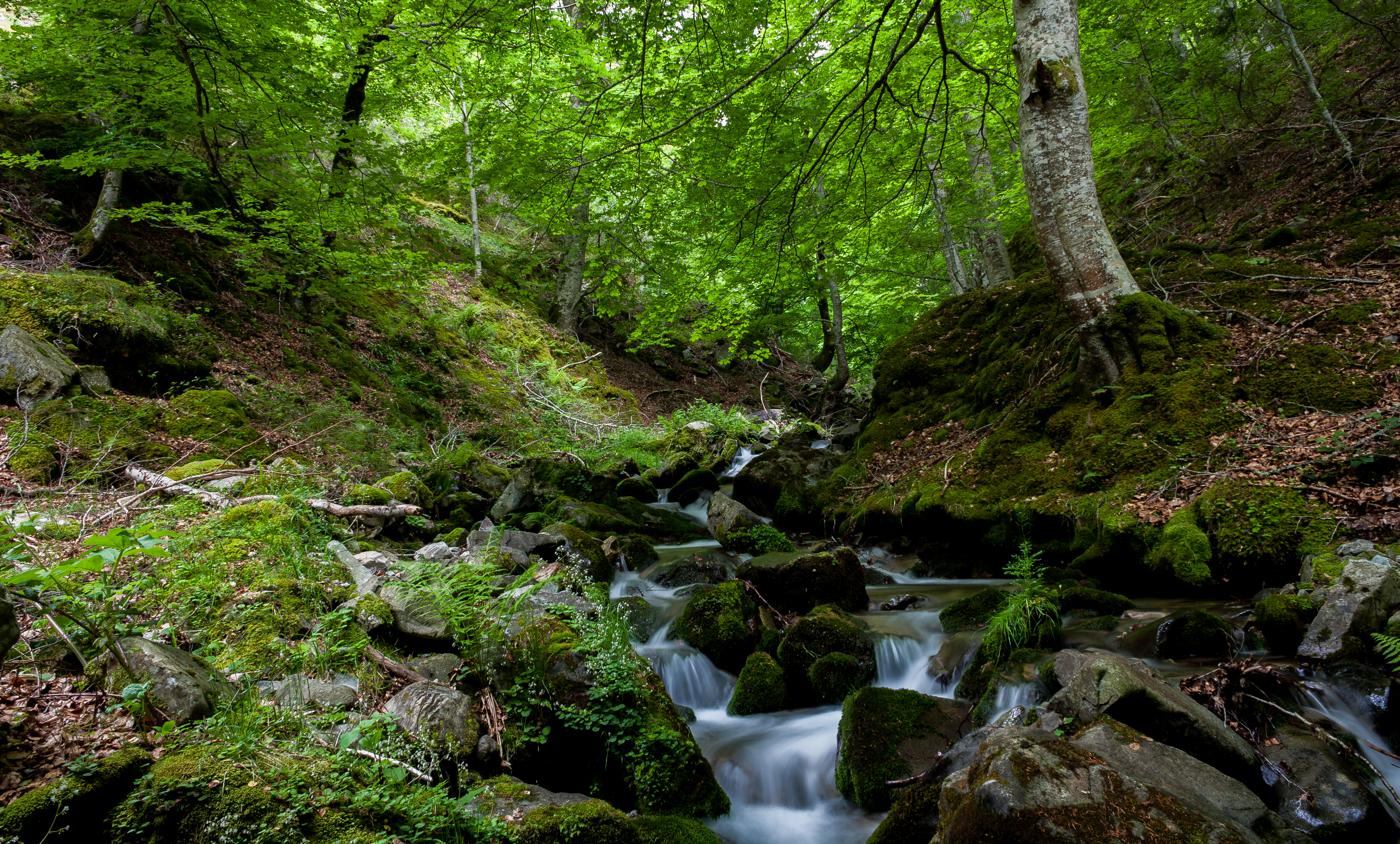 Фото бесплатно камни, зелень, деревья
