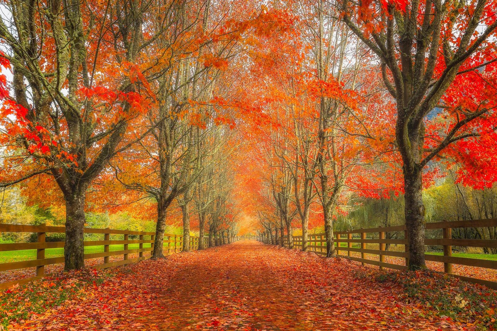 Wallpapers autumn leaves alley road on the desktop