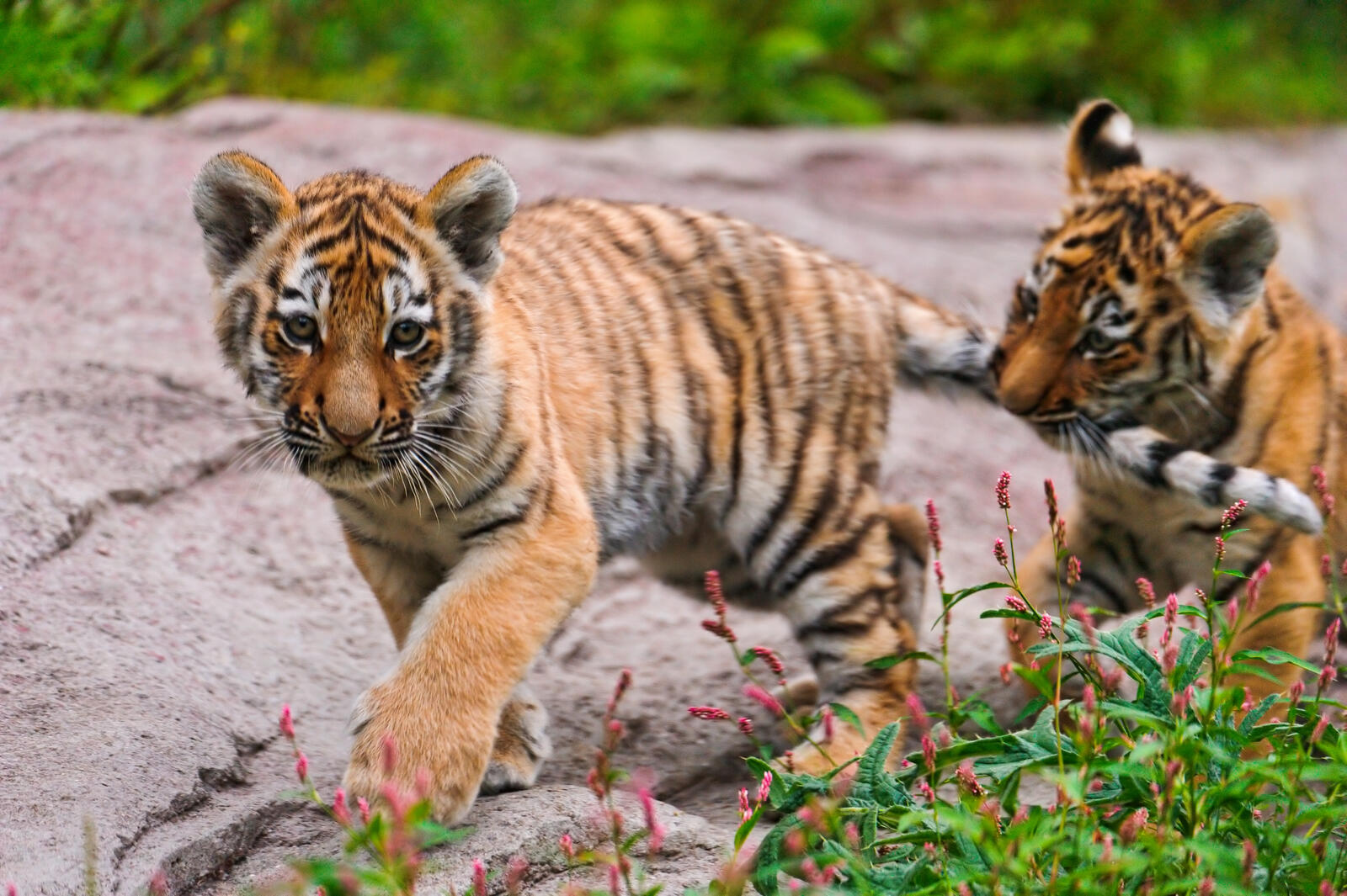 Wallpapers tiger predator tiger cub on the desktop