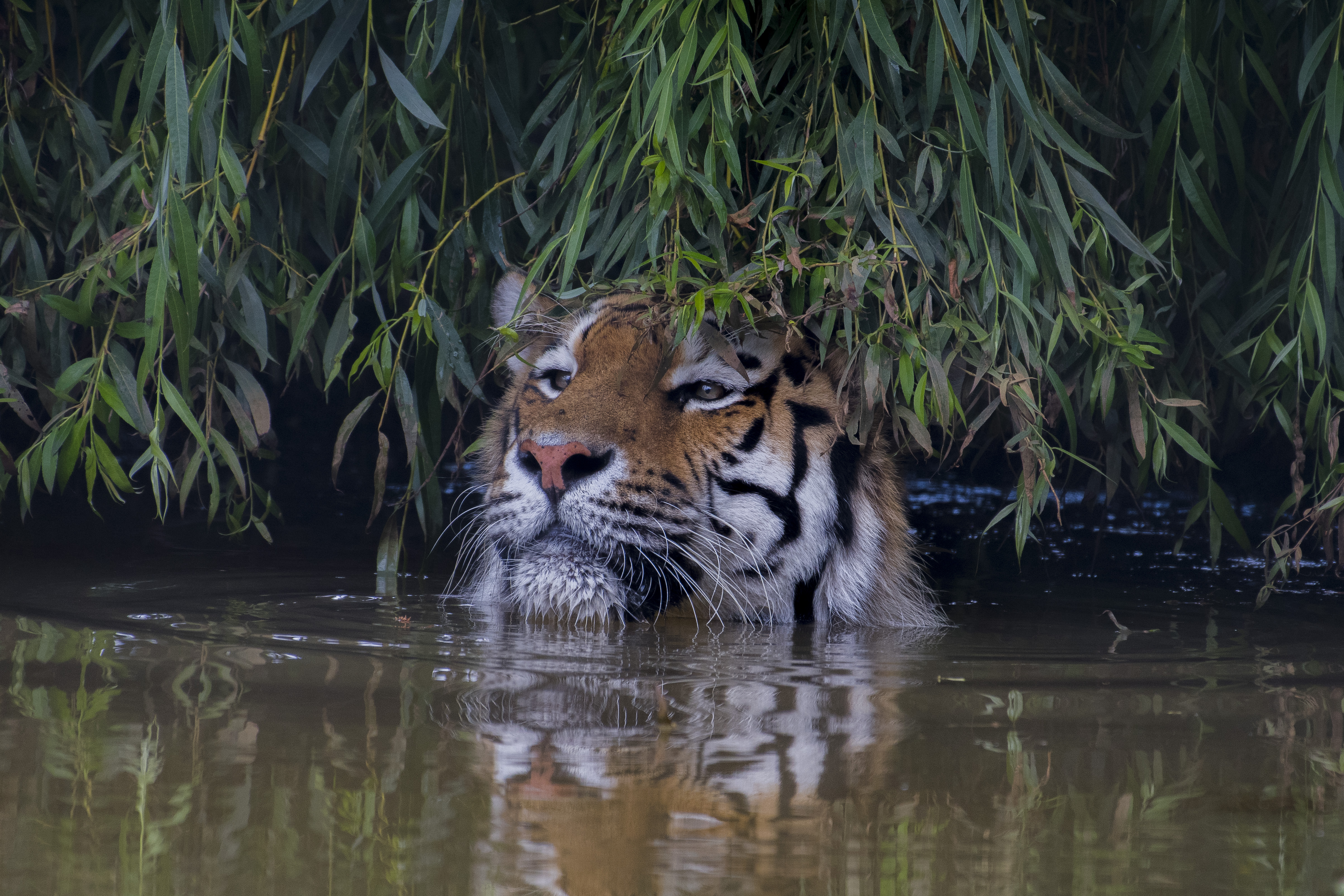 Wallpapers predator Amur tiger big cat on the desktop